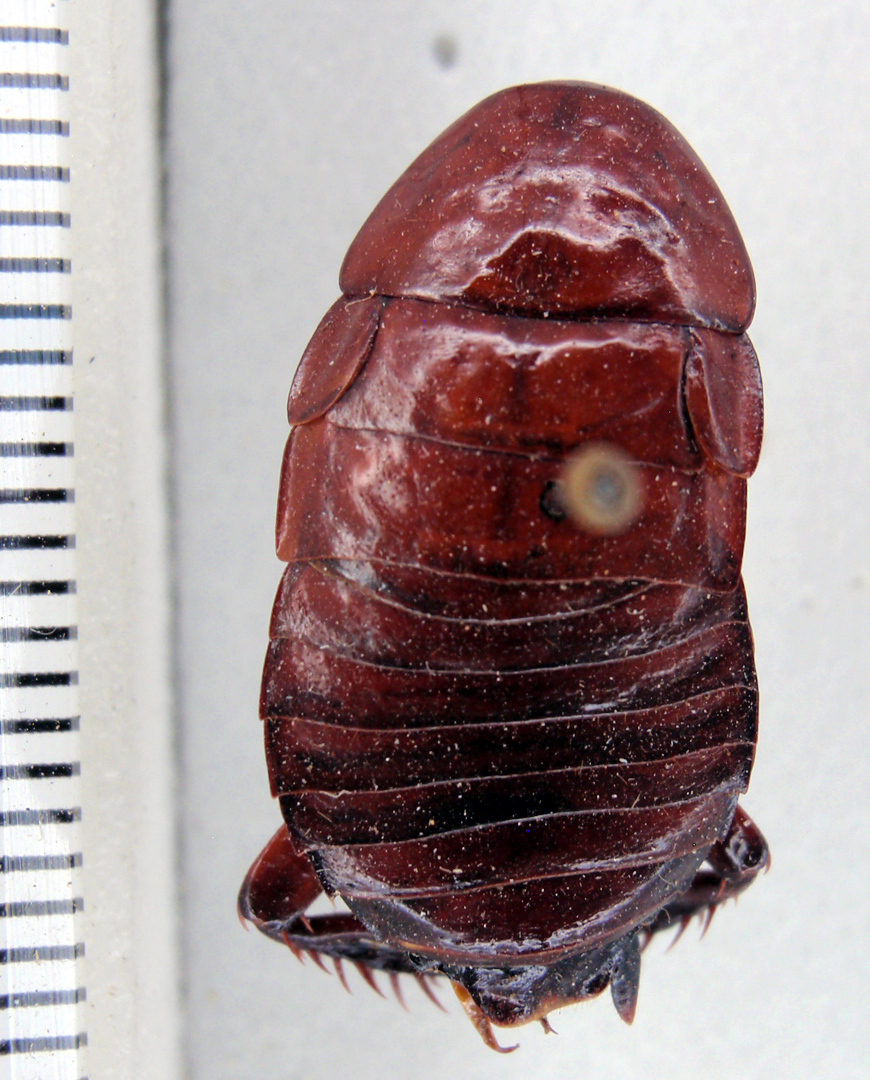 Eurycotis biolleyi Rehn, 1918: Photo taken by Heidi Hopkins. (Otu).