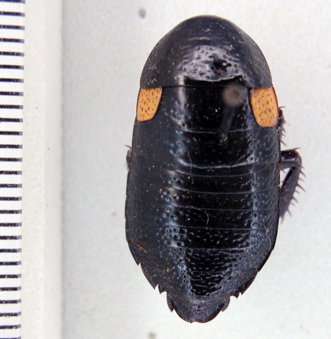 Eurycotis cribrosa Rehn & Hebard, 1927: Photo taken by Heidi Hopkins. (Otu).