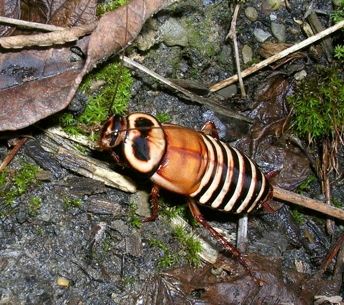 Eurycotis decipiens (Kirby, 1903): Copyright Orin McMonigle. Adult female Eurycotis decipiens. Captive reared. (Otu).