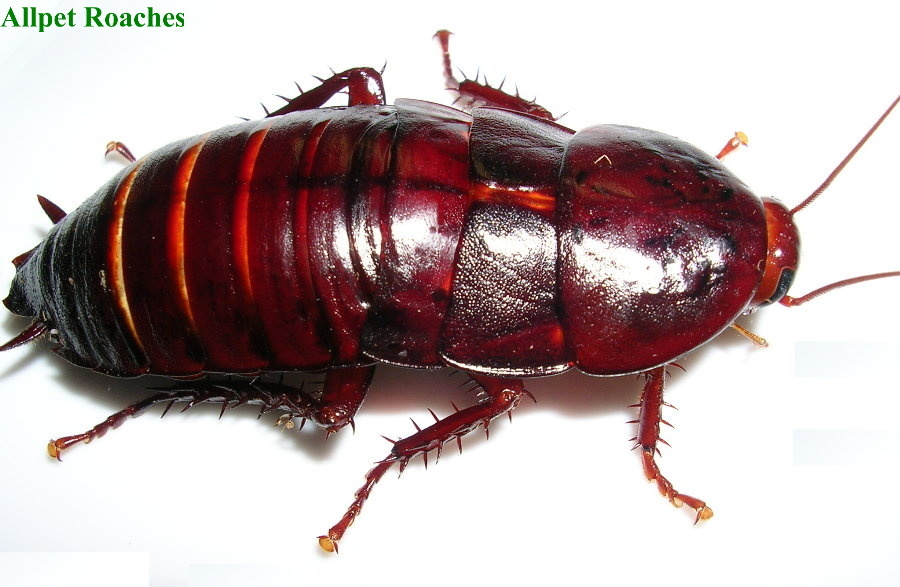 Eurycotis floridana (Walker, 1868): Copyright Orin McMonigle. Eurycotis floridana adult. Captive reared. Stock origin: Kissimmee, Florida. (Otu).
