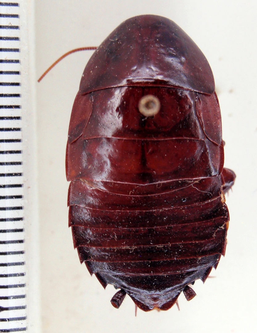 Eurycotis lixa Rehn, 1930: Photo taken by Heidi Hopkins. (Otu).