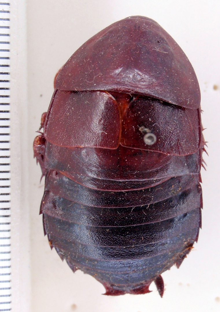 Eurycotis taurus Rehn & Hebard, 1927: Photo taken by Heidi Hopkins. (Otu).