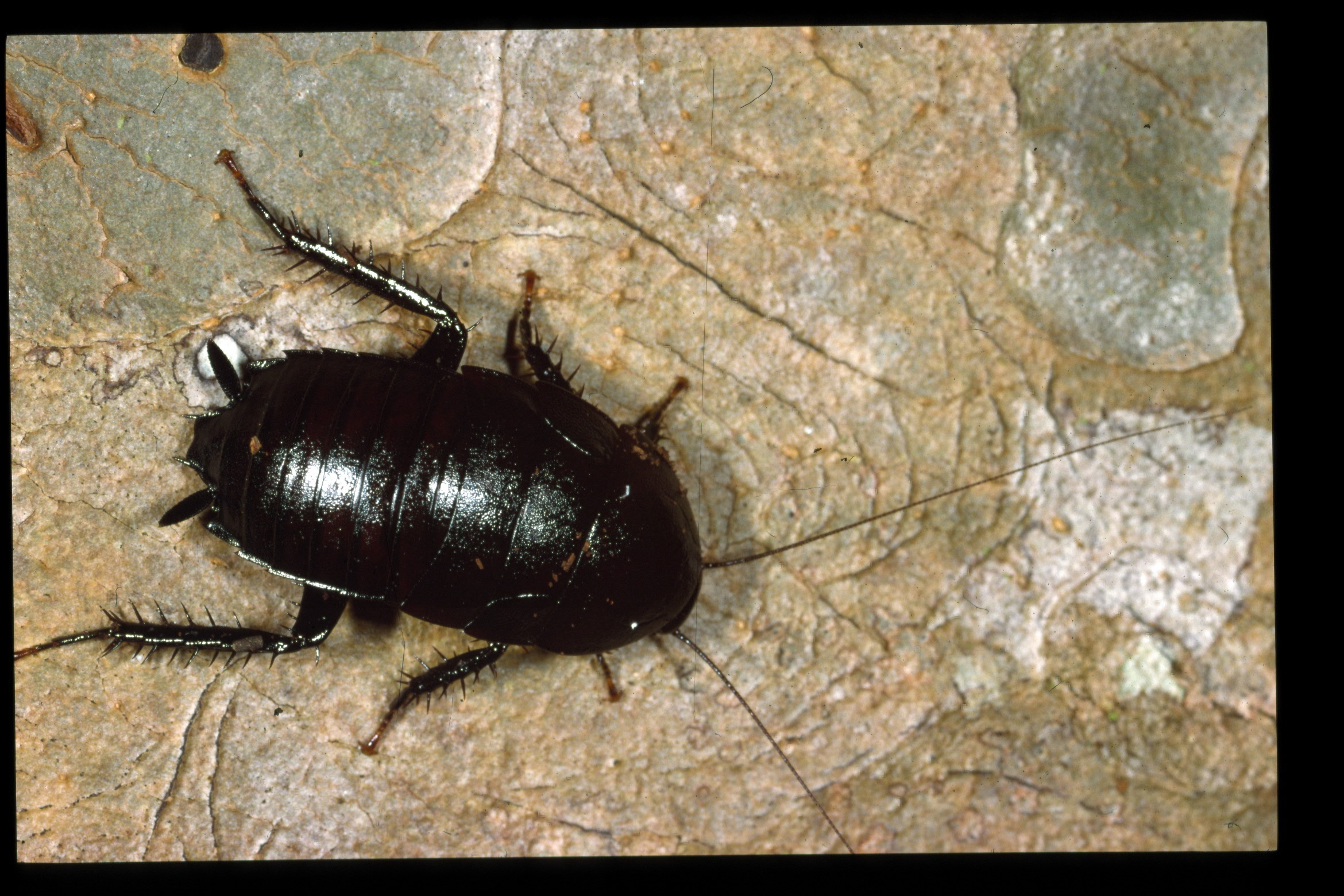 Melanozosteria nitida (Brunner von Wattenwyl, 1865): Copyright David Rentz. Platyzosteria nitida. Cape Tribulation, Australia. (Otu).