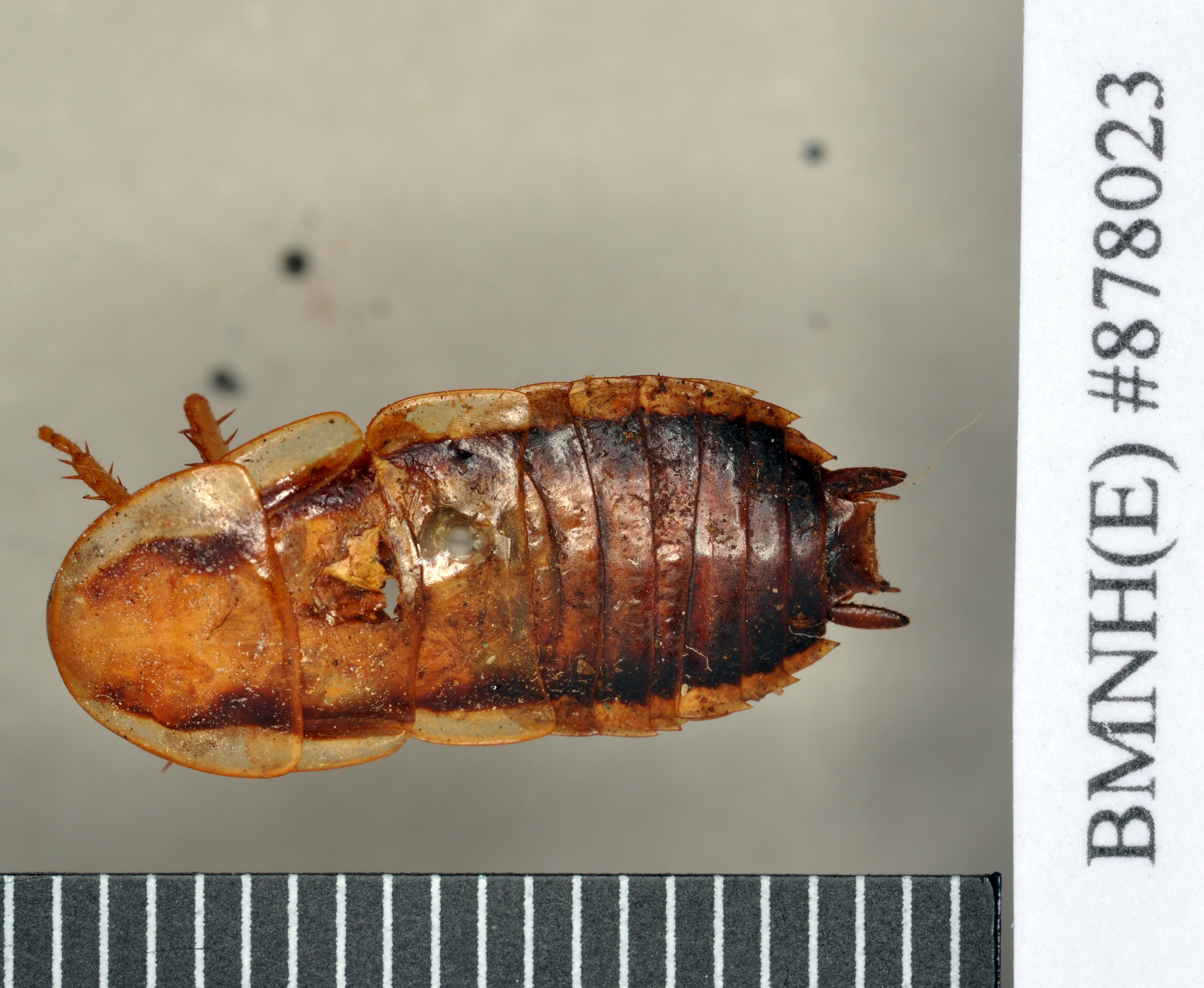 Drymaplaneta heydeniana (Saussure, 1864): Lectotype, male, dorsal. BMNH(E)#878023. (Otu).