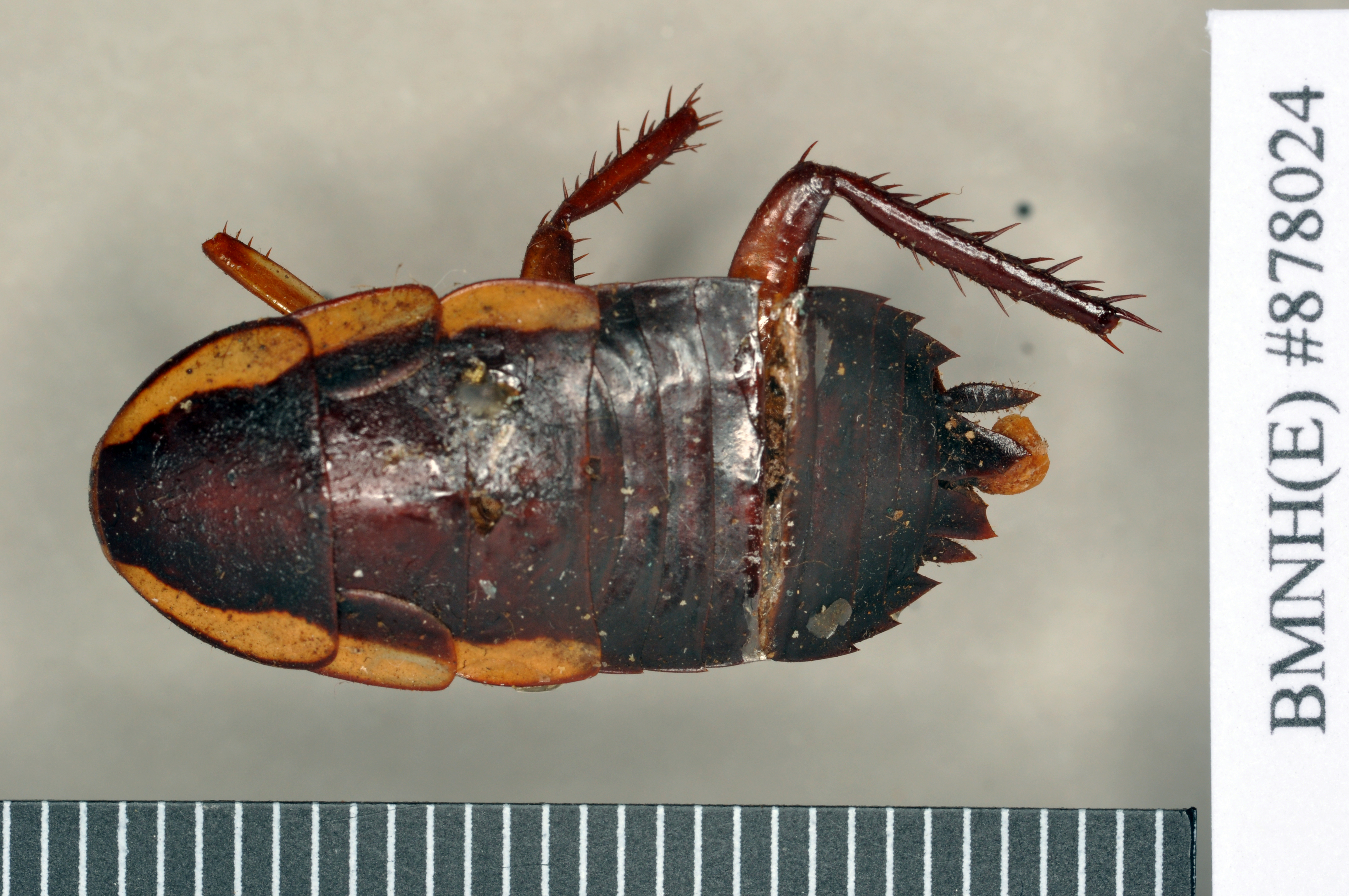 Drymaplaneta semivitta (Walker, 1868): Holotype, female, dorsal. BMNH(E)#878024. (Otu).