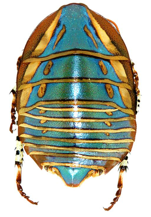 Polyzosteria mitchelli (Angas, 1847): Copyright Josef Dvorák. See http://www.biolib.cz/en/taxonimage/id224127/?taxonid=578604. (Otu).