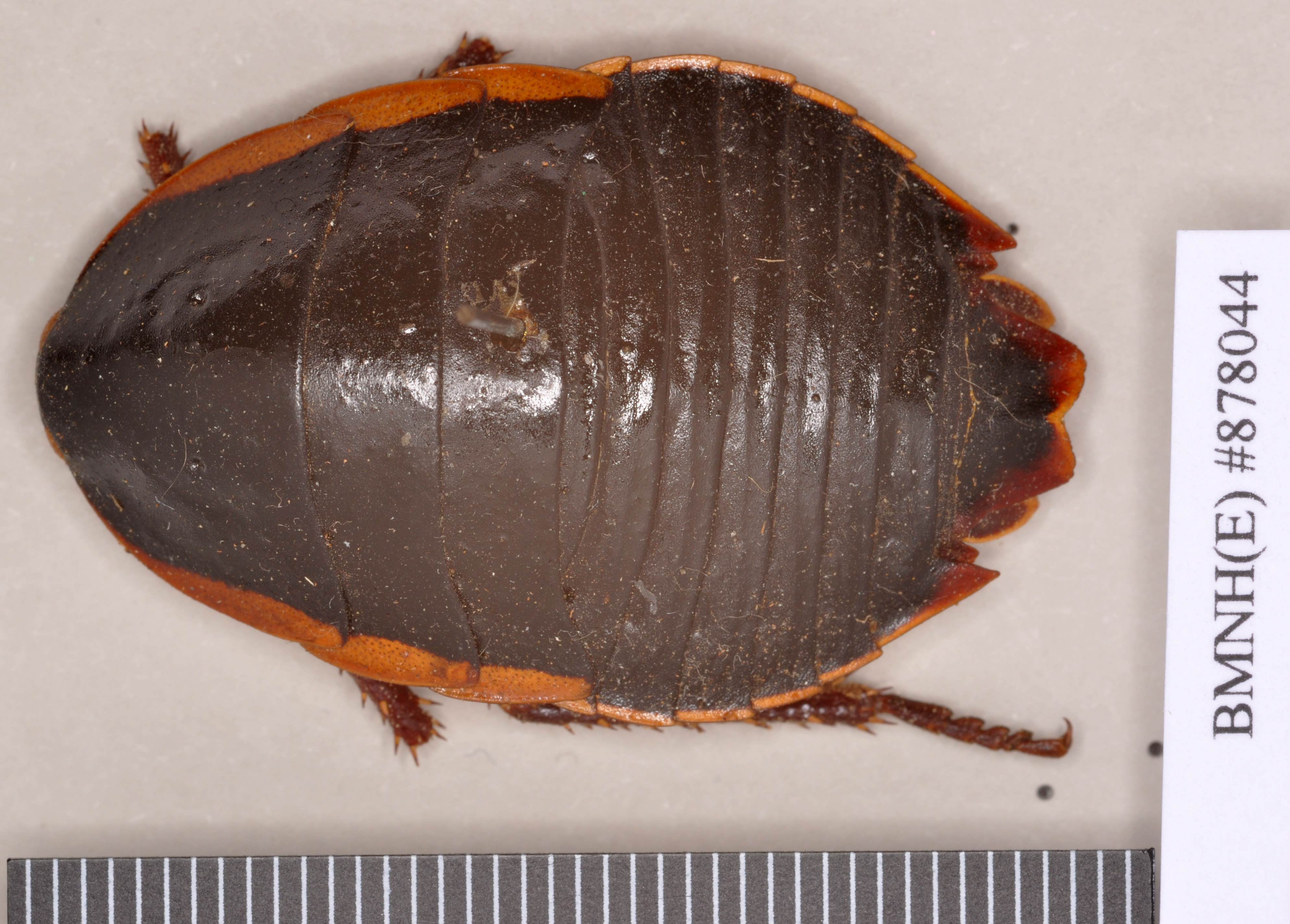 Polyzosteria limbata Burmeister, 1838: Copyright Natural History Museum, London. Lectotype (female) of synonym Polyzosteria nitens Walker, 1868 in BM(NH). Dorsal view. (Otu).