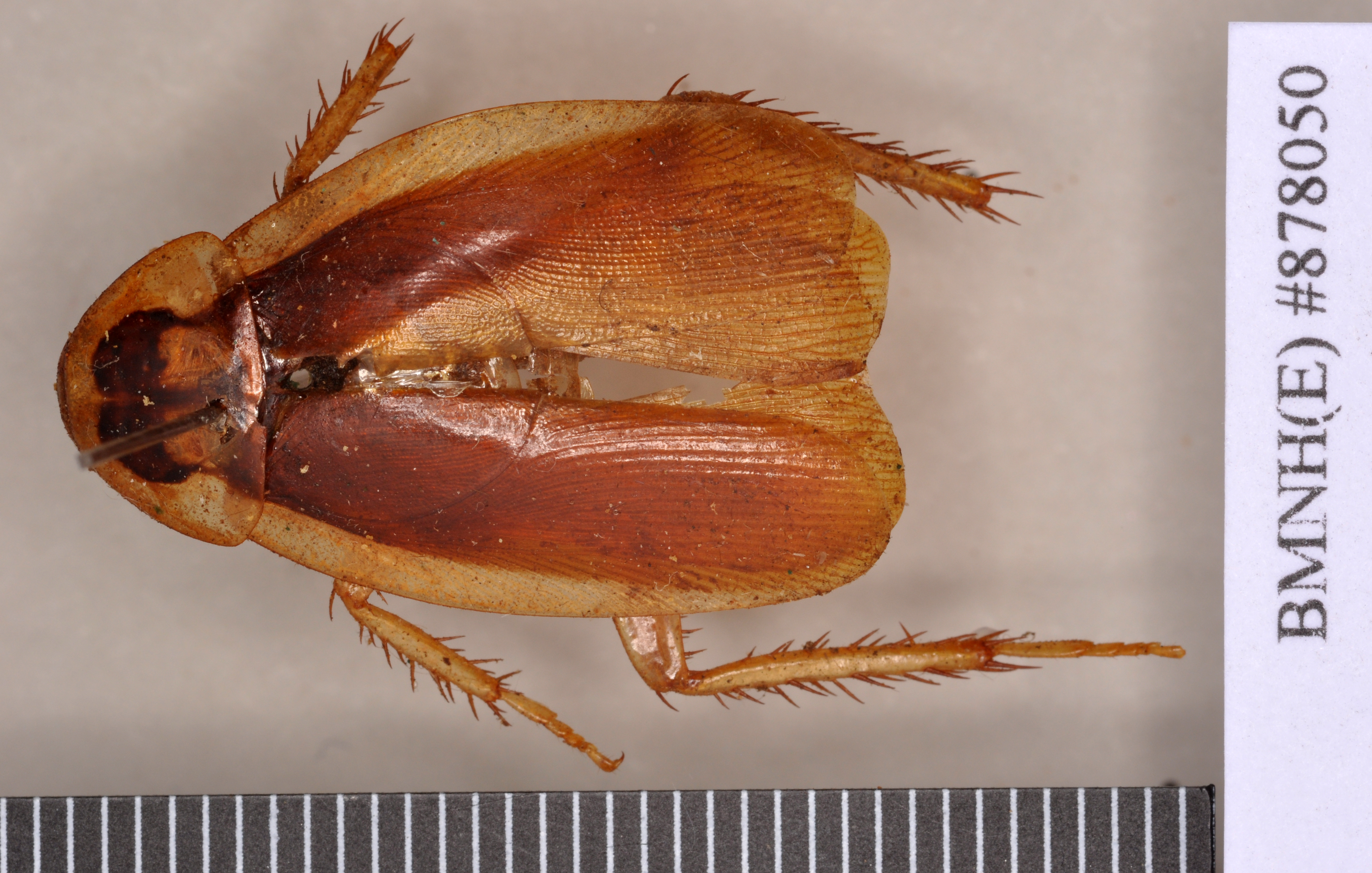 Methana soror (Saussure, 1864): Holotype, unsexed, dorsal. BMNH(E)#878050. (Otu).