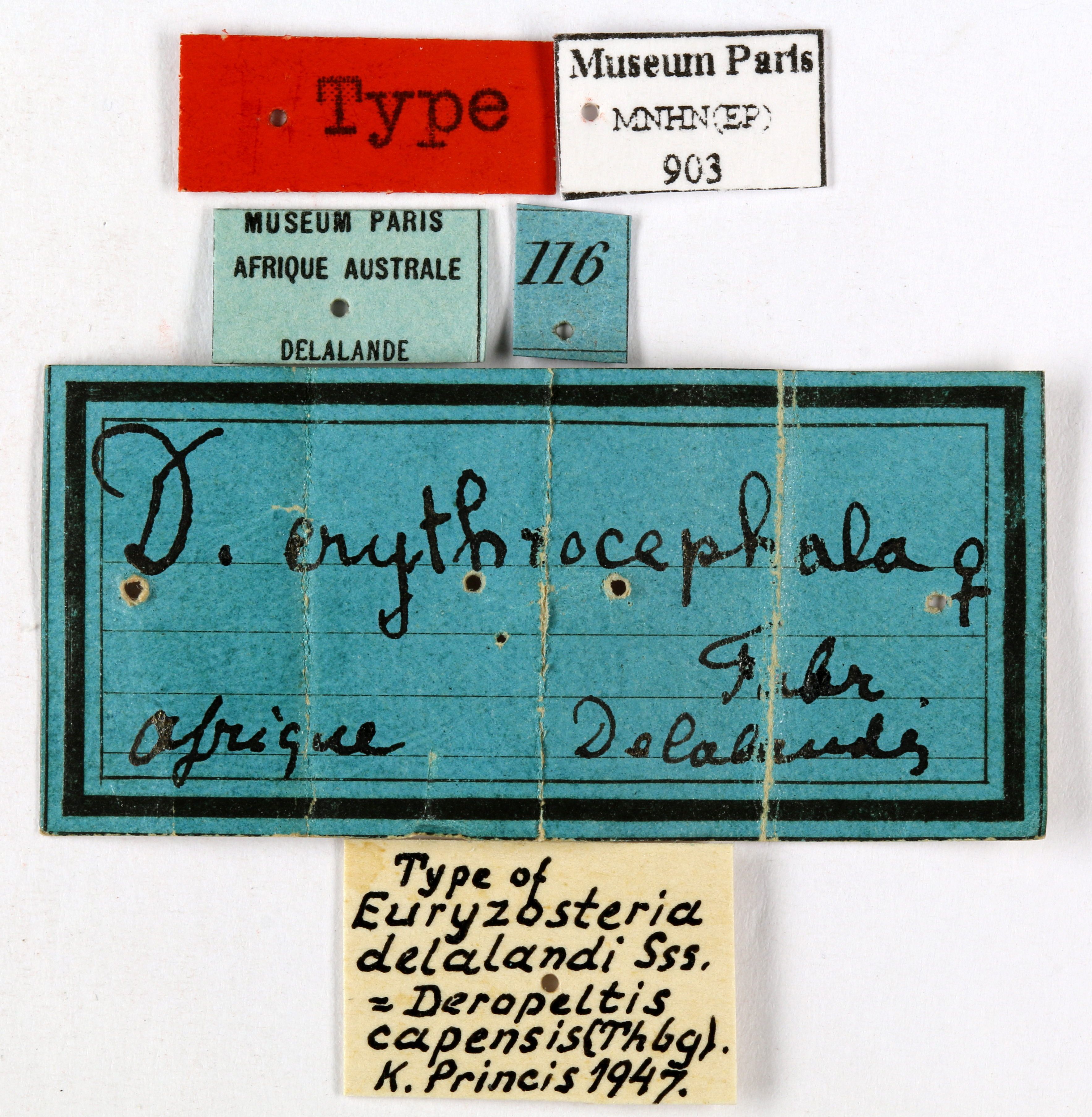 Deropeltis erythrocephala (Fabricius, 1781): CC BY-NC-ND 4.0/MNHN - Depraetere Marion - 2014. Type, female, of delalandi Saussure, 1864. Specimen number: MNHN-EP-EP903. http://coldb.mnhn.fr/catalognumber/mnhn/ep/ep903. (Otu).