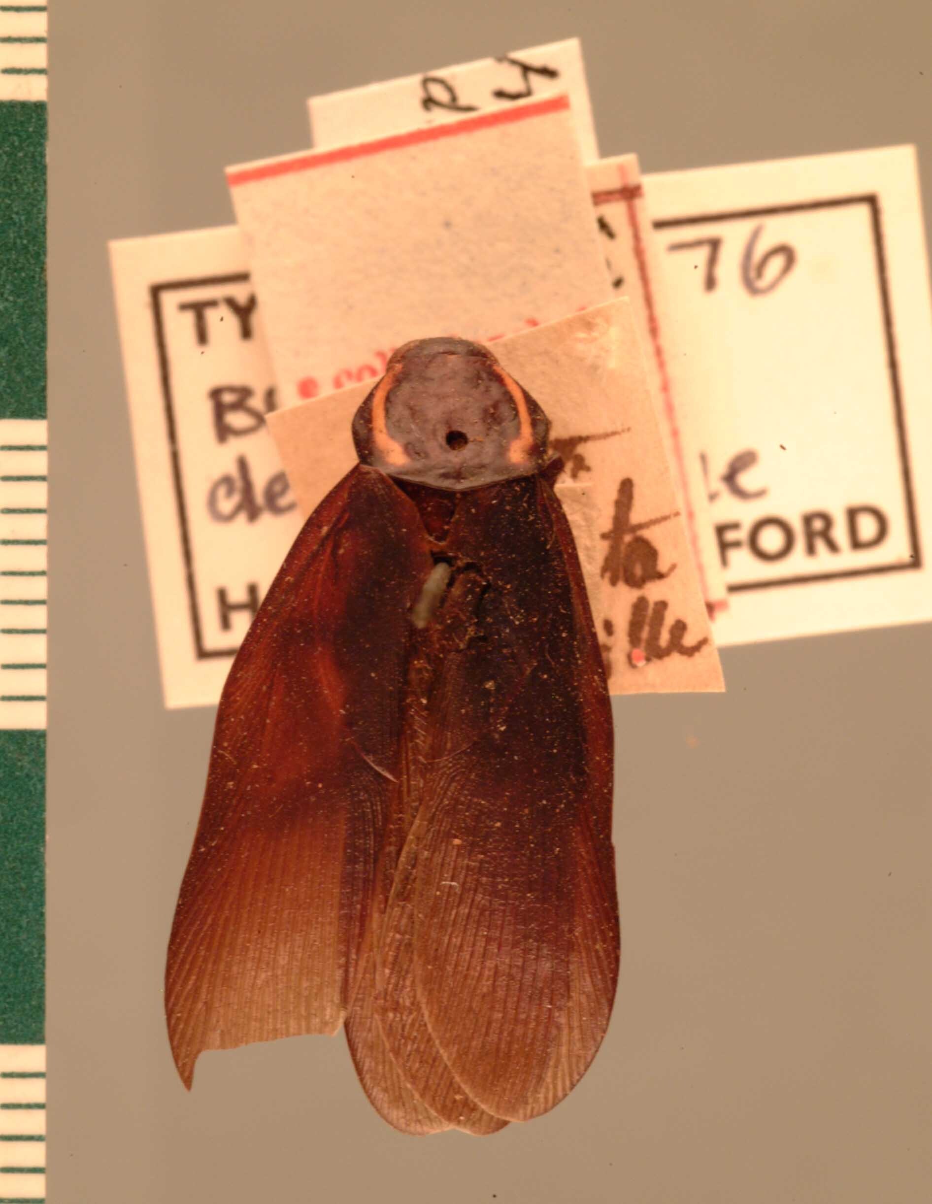 Homalosilpha decorata (Serville, 1838): Copyright UMO, Oxford. Type of Blatta decorata, dorsal view. (Otu).