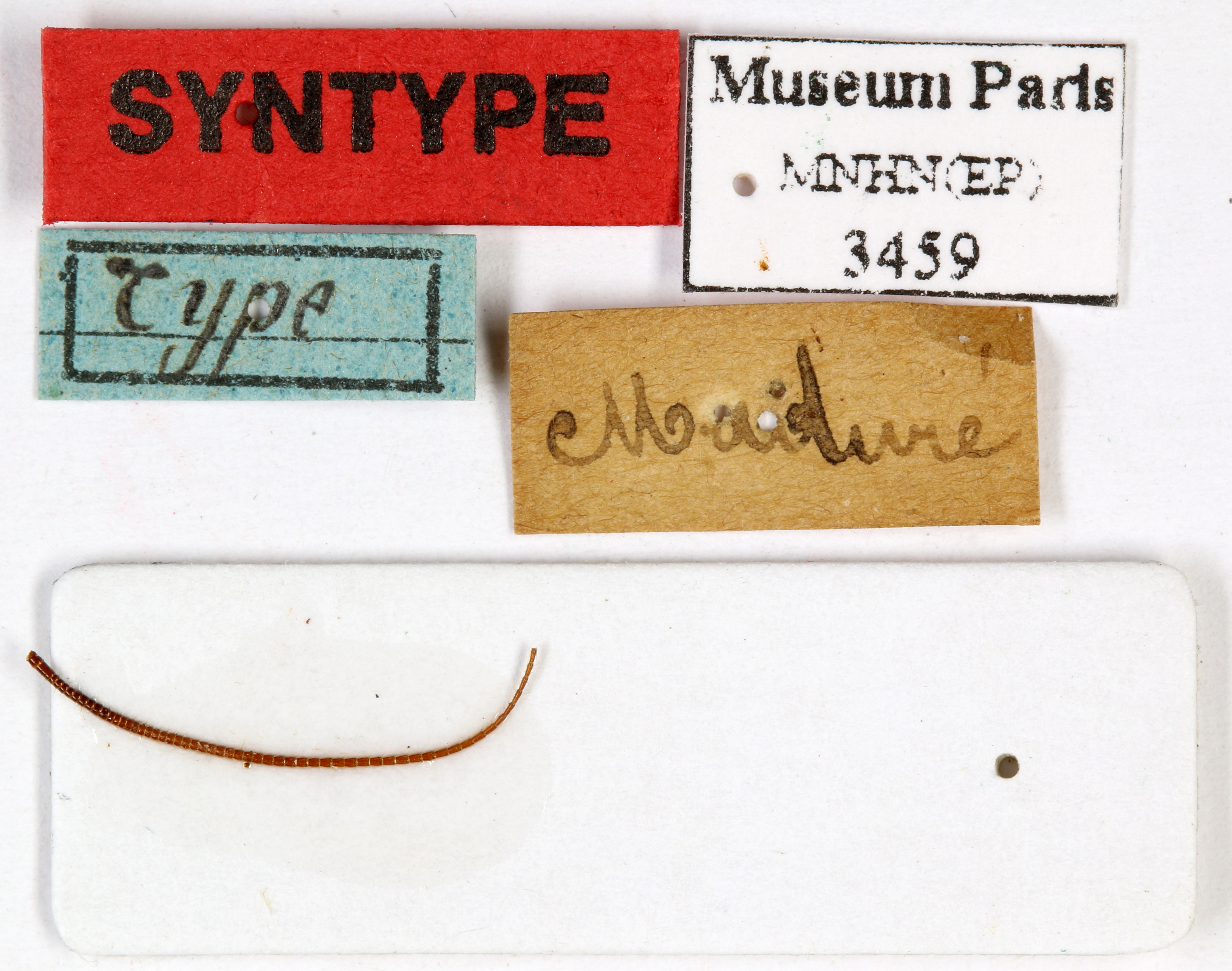CollectionObject 1587376; MNHN(SF IMPORT DUPLICATE) MNHN-EP-EP3459, f2d4b024-1100-48b2-bf06-2af75d0b6576: CC BY-NC-ND 4.0/MNHN - Depraetere Marion - 2014. Syntype, female, of parallela Bolívar, 1897. Specimen number: MNHN-EP-EP3459. http://coldb.mnhn.fr/catalognumber/mnhn/ep/ep3459. (CollectionObject).