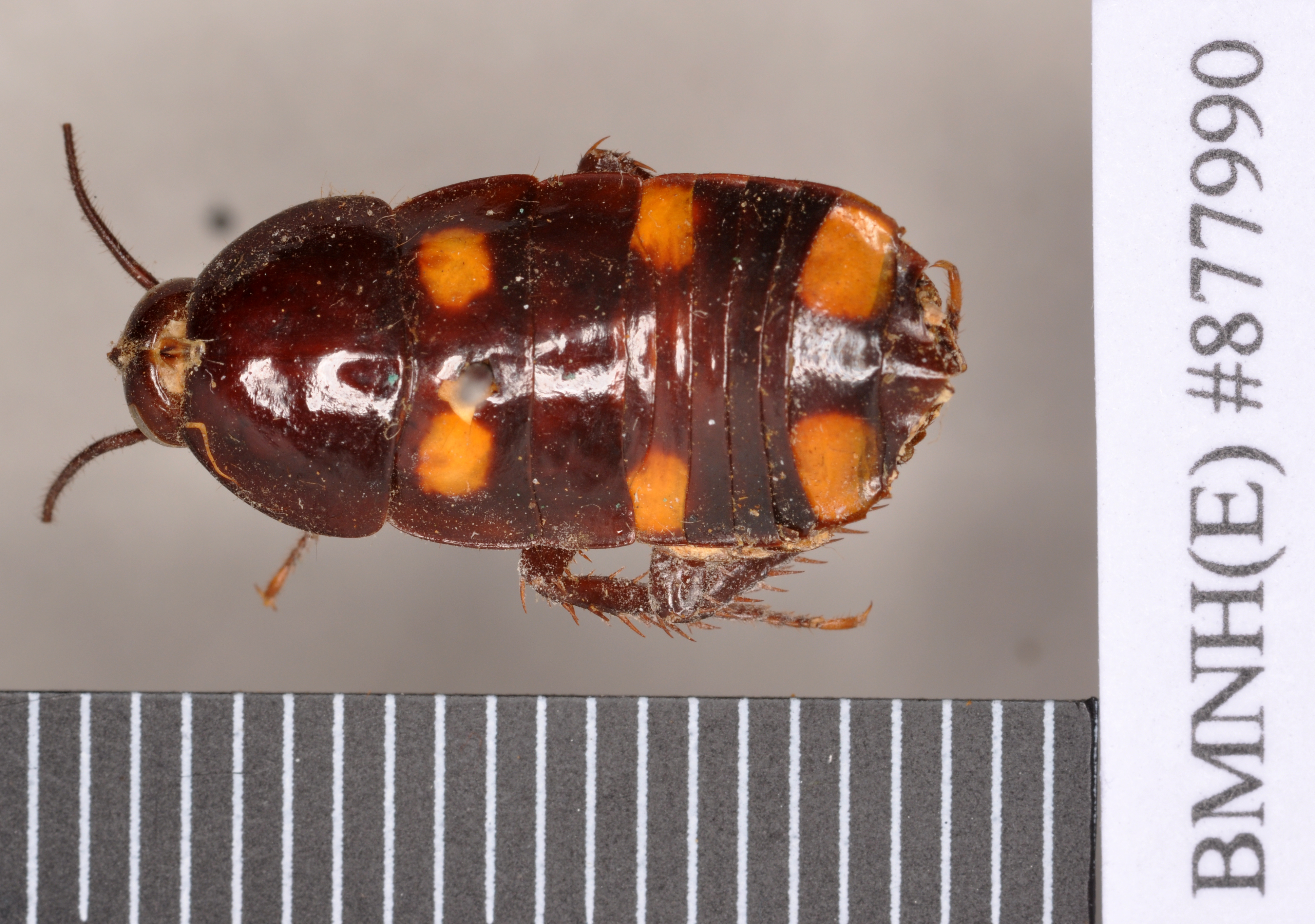 Neostylopyga sexpustulata (Walker, 1871): Holotype, unsexed, dorsal. BMNH(E)#877990. (Otu).