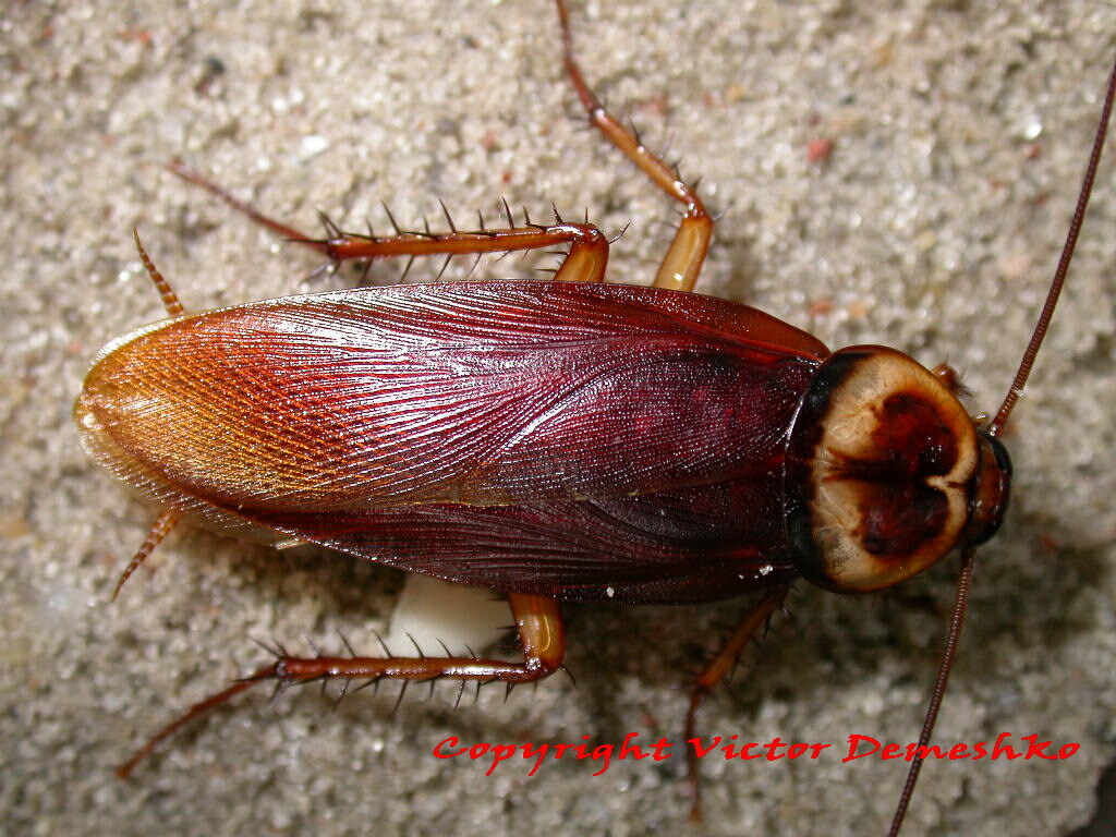 Periplaneta americana (Linnaeus, 1758): Copyright Victor Demeshko. Periplaneta americana adult male. Captive reared. (Otu).