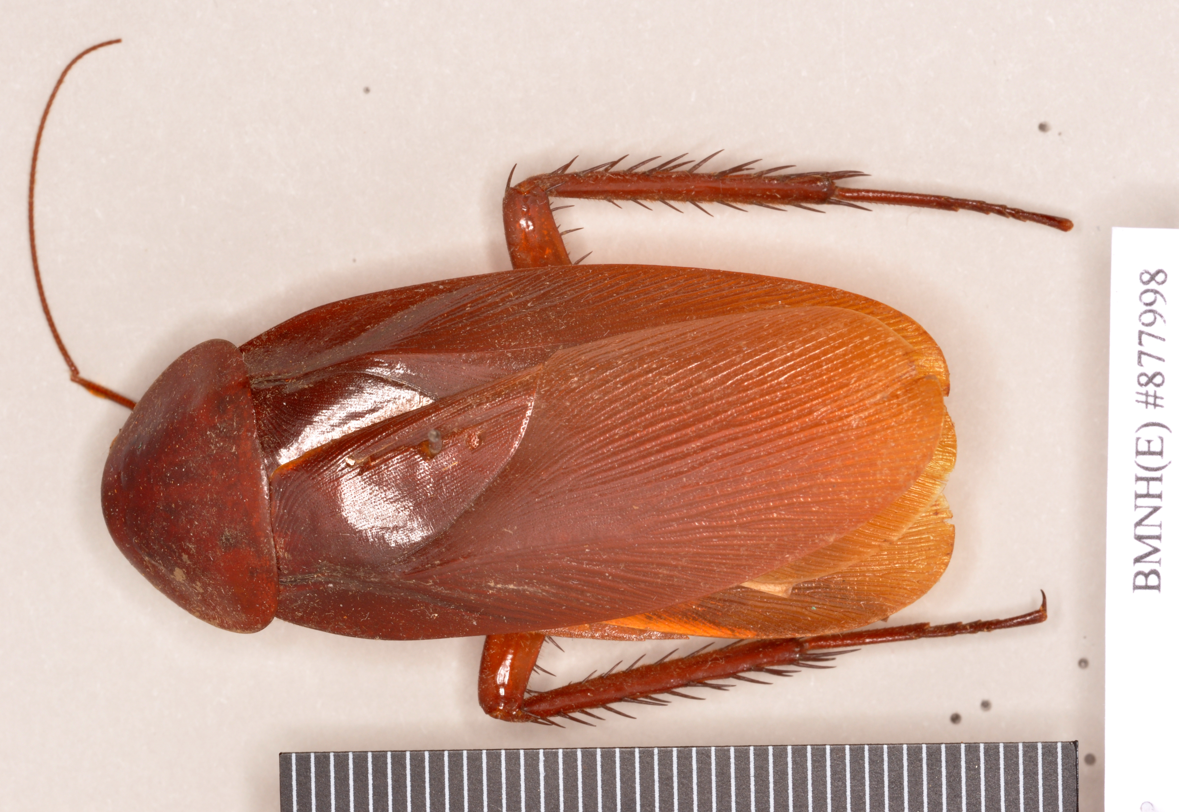 Periplaneta banksi Hanitsch, 1931: Holotype, female, dorsal. BMNH(E)#877998. (Otu).