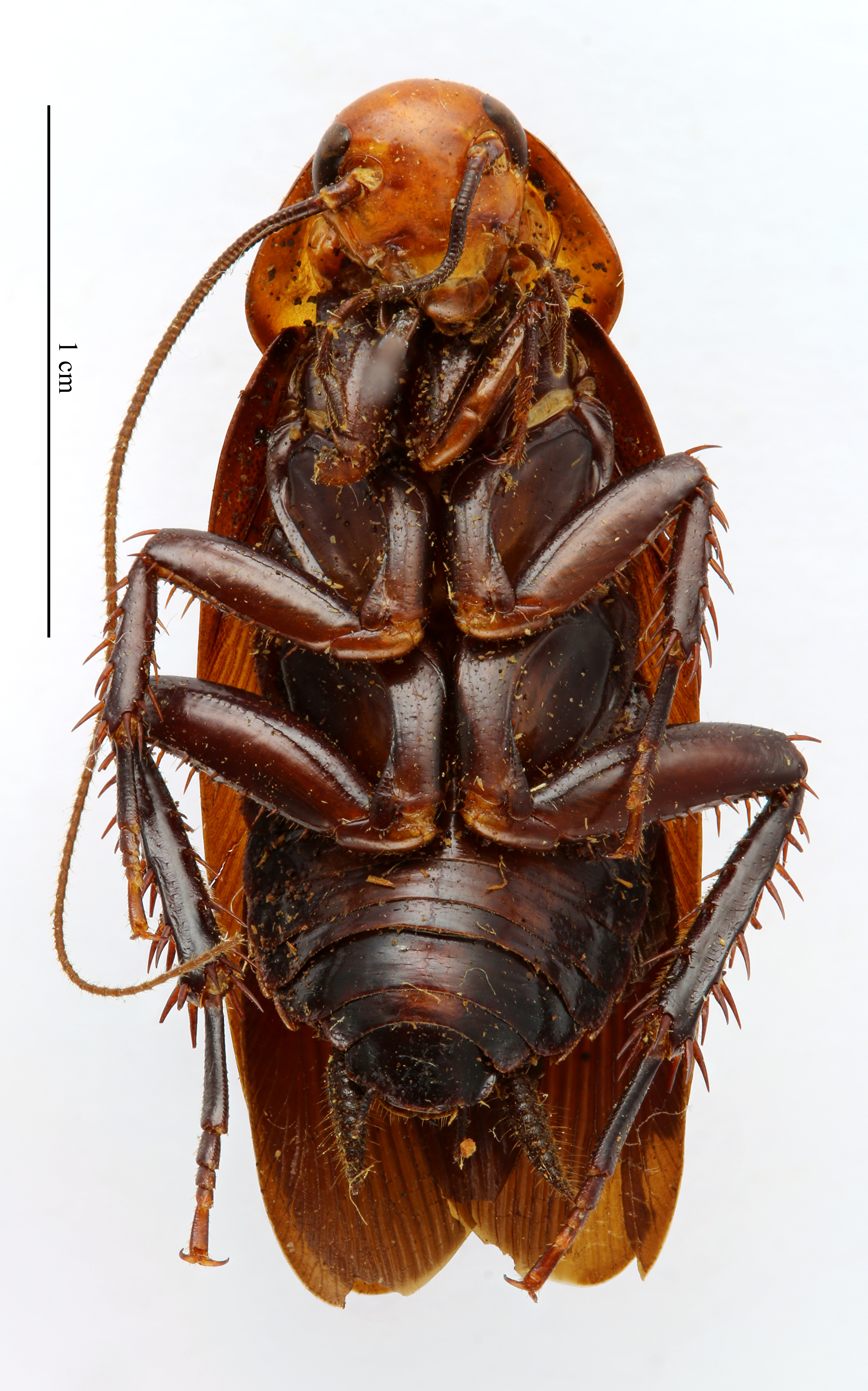 Periplaneta bicolor Shelford, 1908: CC BY-NC-ND 4.0/MNHN - Depraetere Marion - 2014. Type, male, of thoracica Chopard, 1945. Specimen number: MNHN-EP-EP932. http://coldb.mnhn.fr/catalognumber/mnhn/ep/ep932. (Otu).