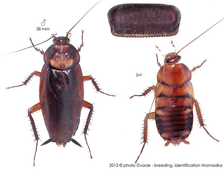 Fortiblatta brunnea (Burmeister, 1838): Copyright Josef Dvorák. Periplaneta brunnea. (Otu).