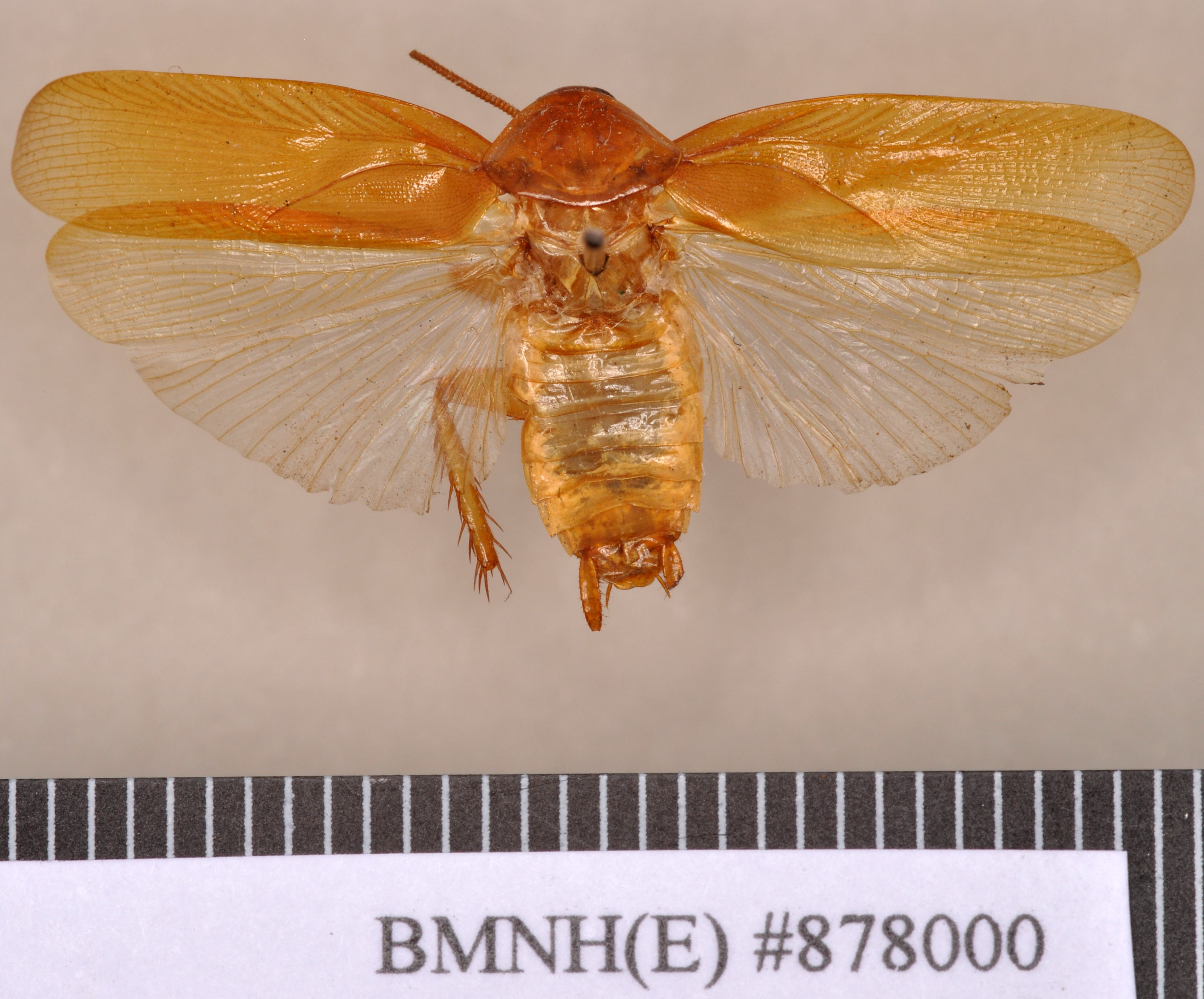 Periplaneta floweri Hanitsch, 1931: Holotype, male, dorsal. BMNH(E)#878000. (Otu).
