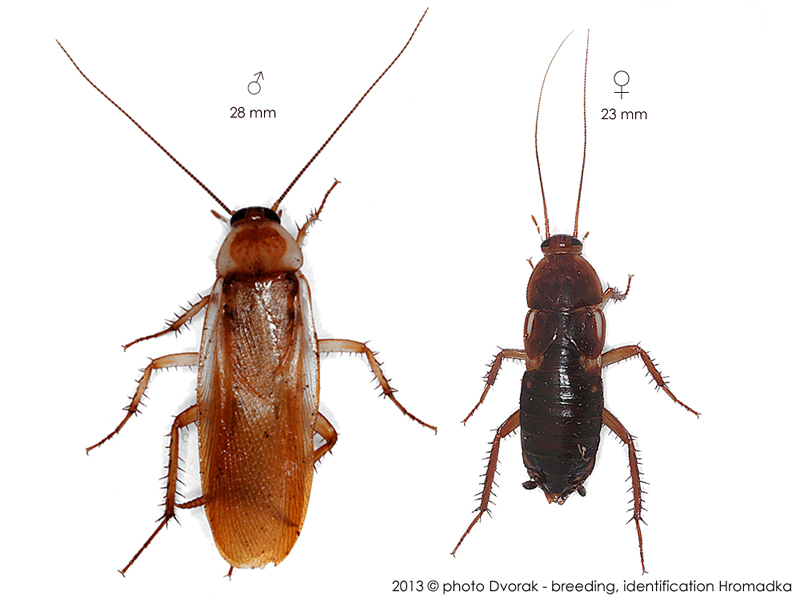 Periplaneta lateralis Walker, 1868: Copyright Josef Dvorák. Shelfordella lateralis. (Otu).