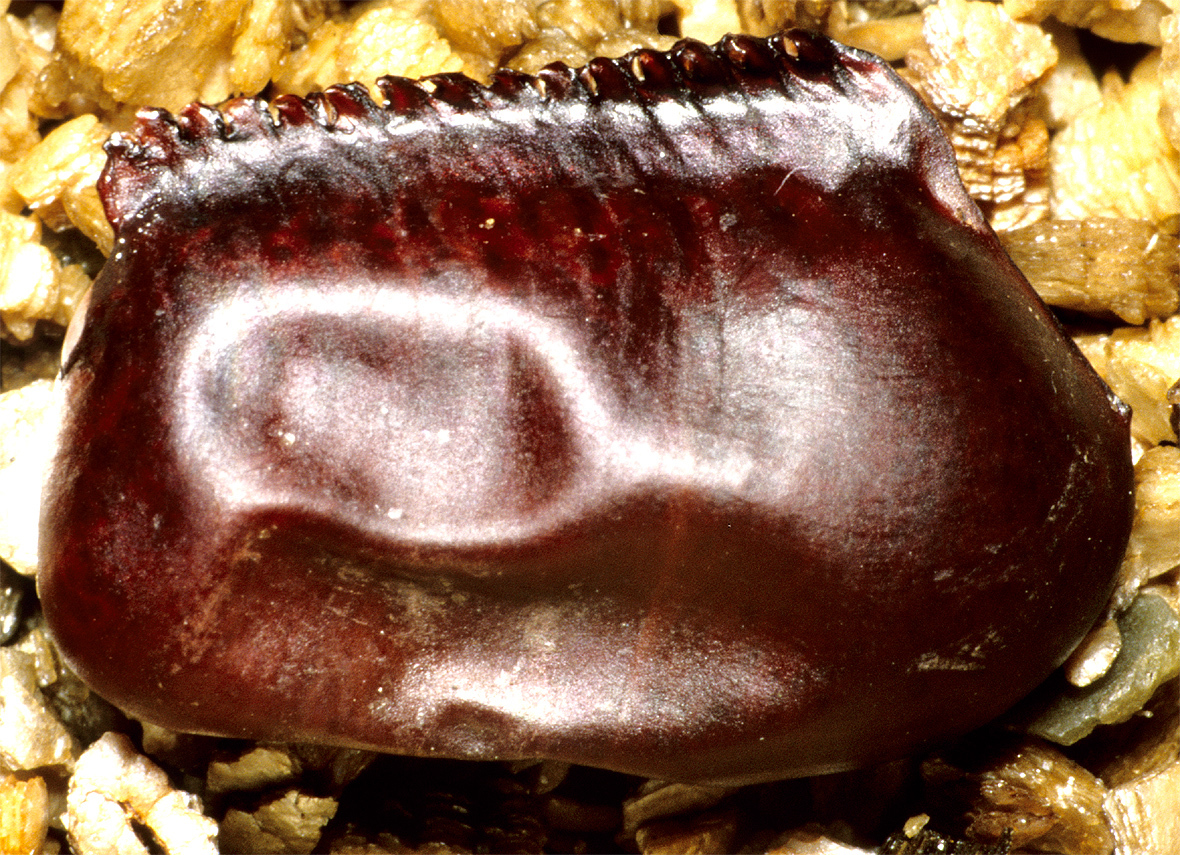 Archiblatta hoeveni Snellen van Vollenhoven, 1862: Copyright G. W. Beccaloni. Ootheca (dead) of Archiblatta hoeveni ex captive female from Johor state, Malaysia reared by Ian Abercrombie, UK. (Otu).