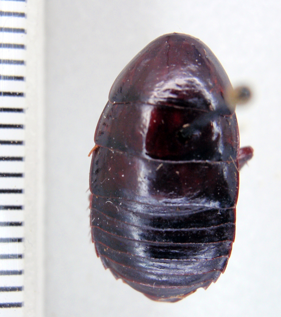 Lamproblatta albipalpus Hebard, 1919: Photo taken by Heidi Hopkins. (Otu).