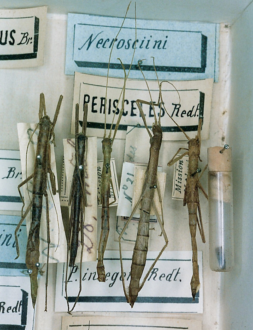 CollectionObject 1556908; 3276f88e-62ed-4cc8-bc3c-361782ca37ca: copyright MNHN, Panel coll., Paris. female (syntypes, three). (CollectionObject).