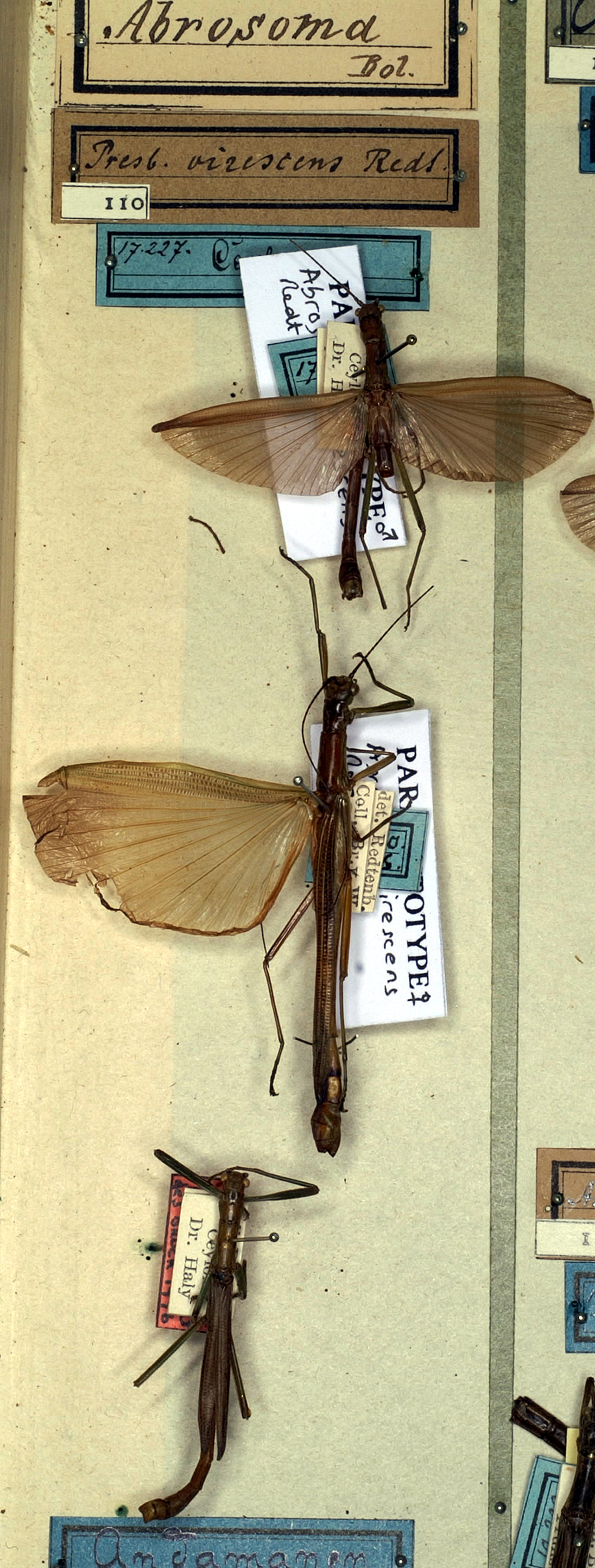 CollectionObject 1556925; 81383a3b-b03b-473e-9dd6-8fd337866f57: copyright NMW. male (lectotype - bottom) and male, female (paralectotypes). (CollectionObject).
