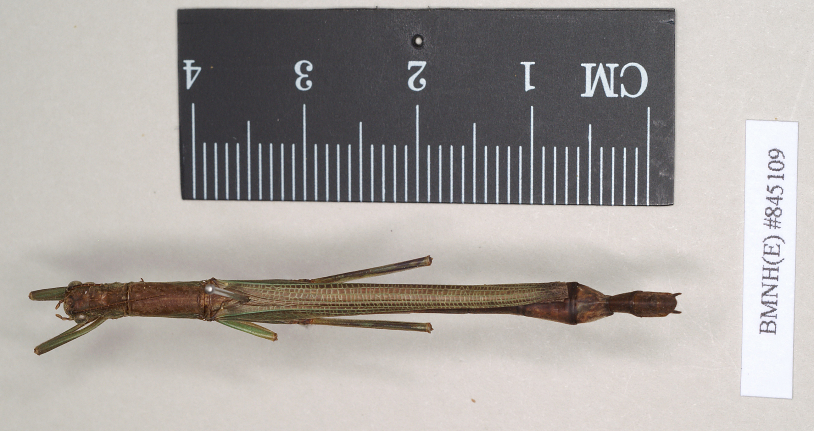 CollectionObject 1556926; NHMUK(SF IMPORT DUPLICATE) 845109, bf9163f4-51be-43c9-a5c5-eeea9cfa45ac: copyright Natural History Museum, London. female (holotype). (CollectionObject).