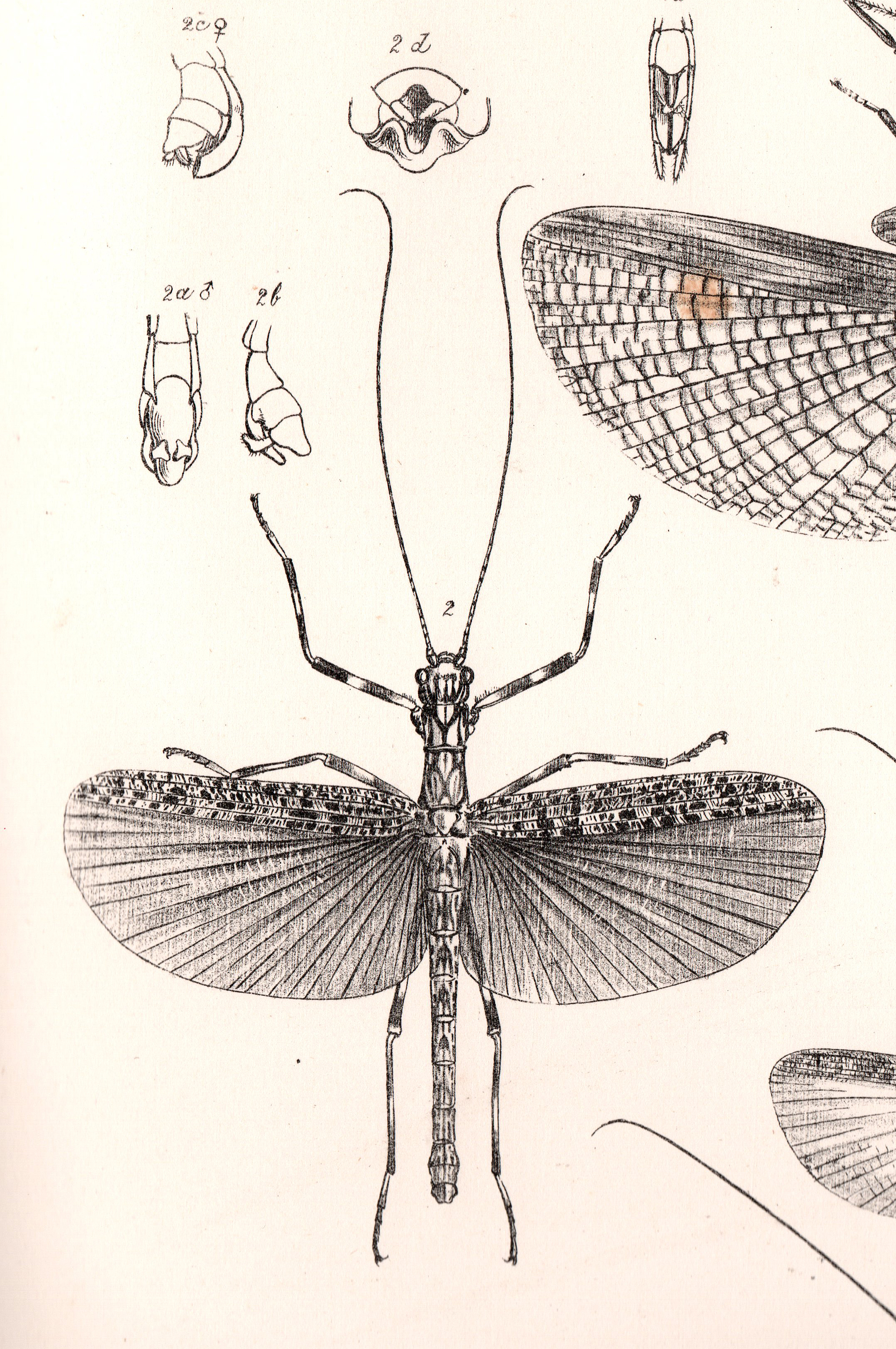 Aschiphasma Westwood, 1835: from Westwood, 1859. Aschiphasma annulipes male [type species]. (Otu).