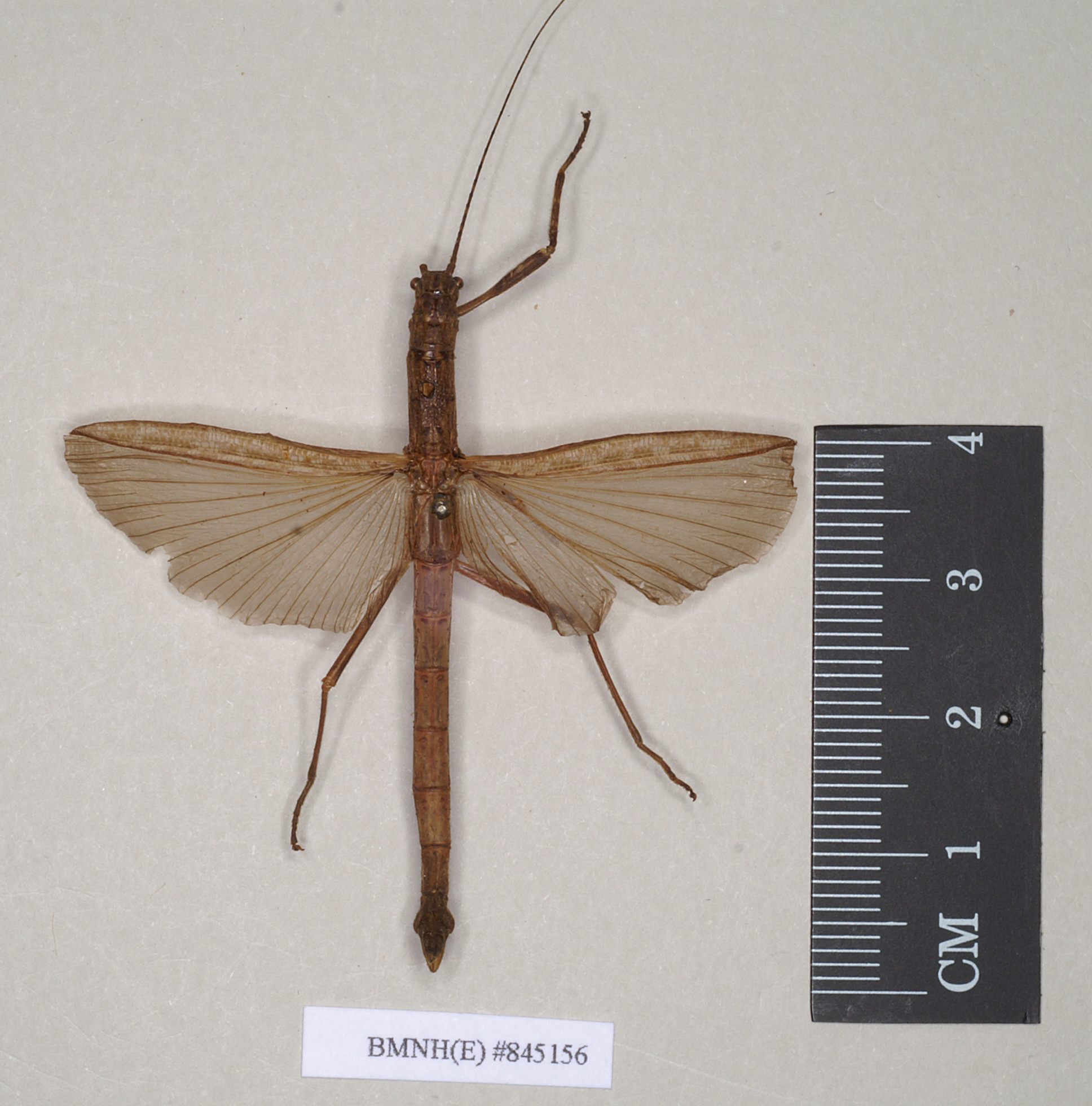 CollectionObject 1561303; 130d3935-aafd-422d-aeac-115fde2bd7a7: copyright Natural History Museum, London. female of Perlamorphus peleus (holotype). (CollectionObject).