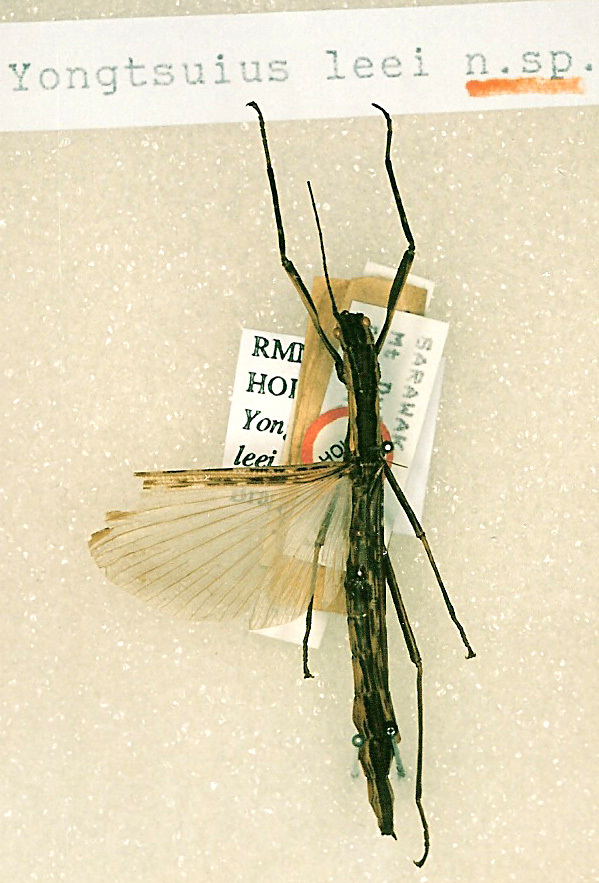 CollectionObject 1562394; abfb4153-be57-429b-b7c7-345ccee10a6f: copyright RMNH, Leiden. female (holotype). (CollectionObject).