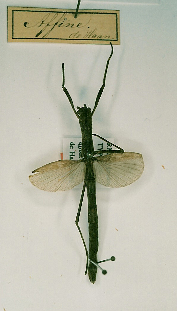 CollectionObject 1559134; cb11e823-ec9a-4df9-b60e-3f3668d20b54: copyright RMNH, Leiden. female Phasma (Ascepasma) affine (lectotype). (CollectionObject).