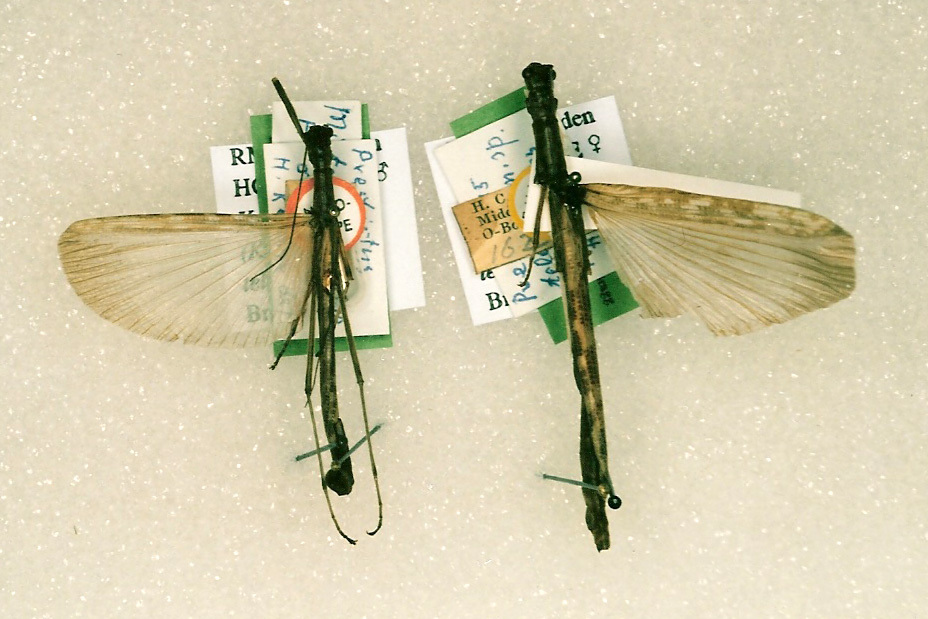 CollectionObject 1559150; f9810f57-177c-48ed-afb5-0120104812ce: copyright RMNH, Leiden. male (holotype) and female (paratype). (CollectionObject).