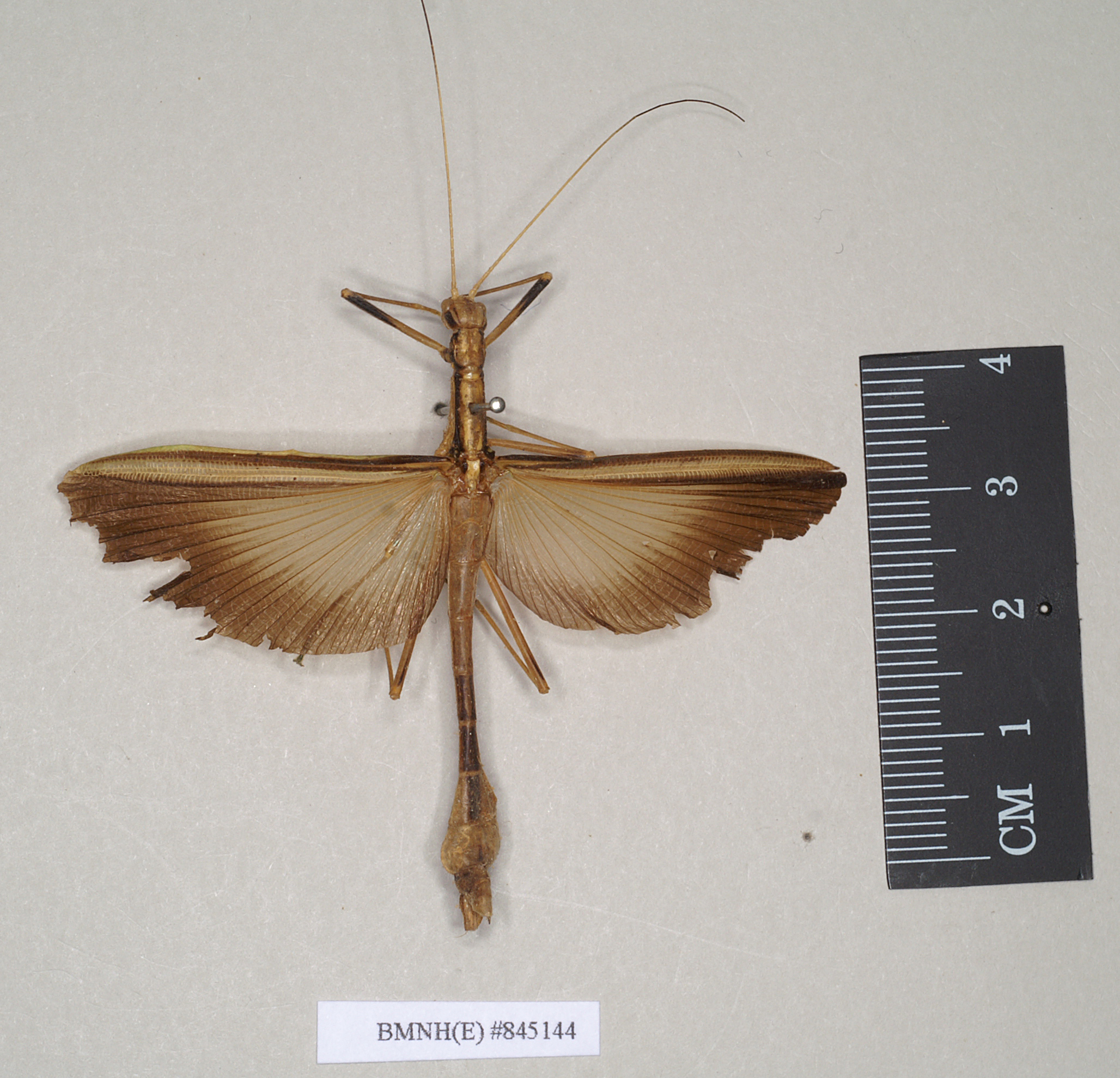 CollectionObject 1560629; 4f1e263e-c78a-4e70-8a15-e4ebcc5b90c0: copyright Natural History Museum, London. female (paralectotype). (CollectionObject).;CollectionObject 1560630; 81cde4ba-3fde-4f61-9420-4172a1b4f9c5: copyright Natural History Museum, London. female (paralectotype). (CollectionObject).