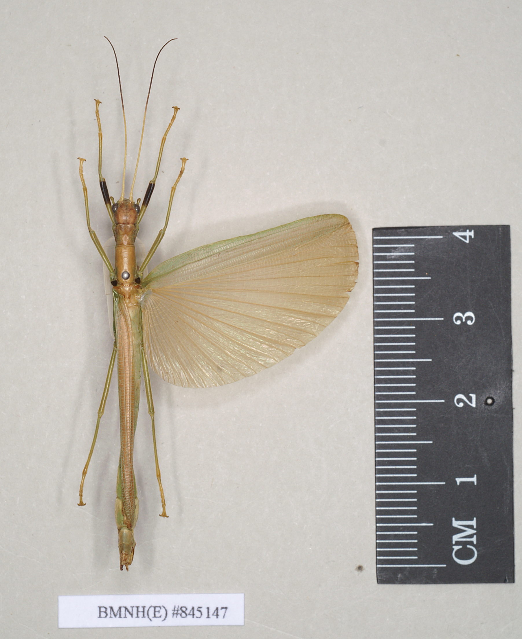 CollectionObject 1560634; NHMUK(SF IMPORT DUPLICATE) 845147, 4f9d75bd-6412-4459-9b13-201268b5dfa2: copyright Natural History Museum, London. female (holotype). (CollectionObject).