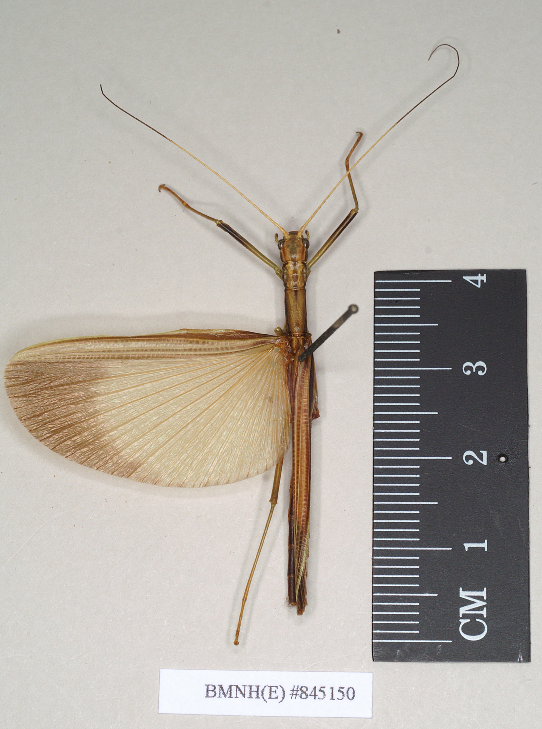 CollectionObject 1556998; NHMUK(SF IMPORT DUPLICATE) 845150, 0b90759d-c55d-477d-b7eb-66fd436d4d69: copyright Natural History Museum, London. female (paratype). (CollectionObject).