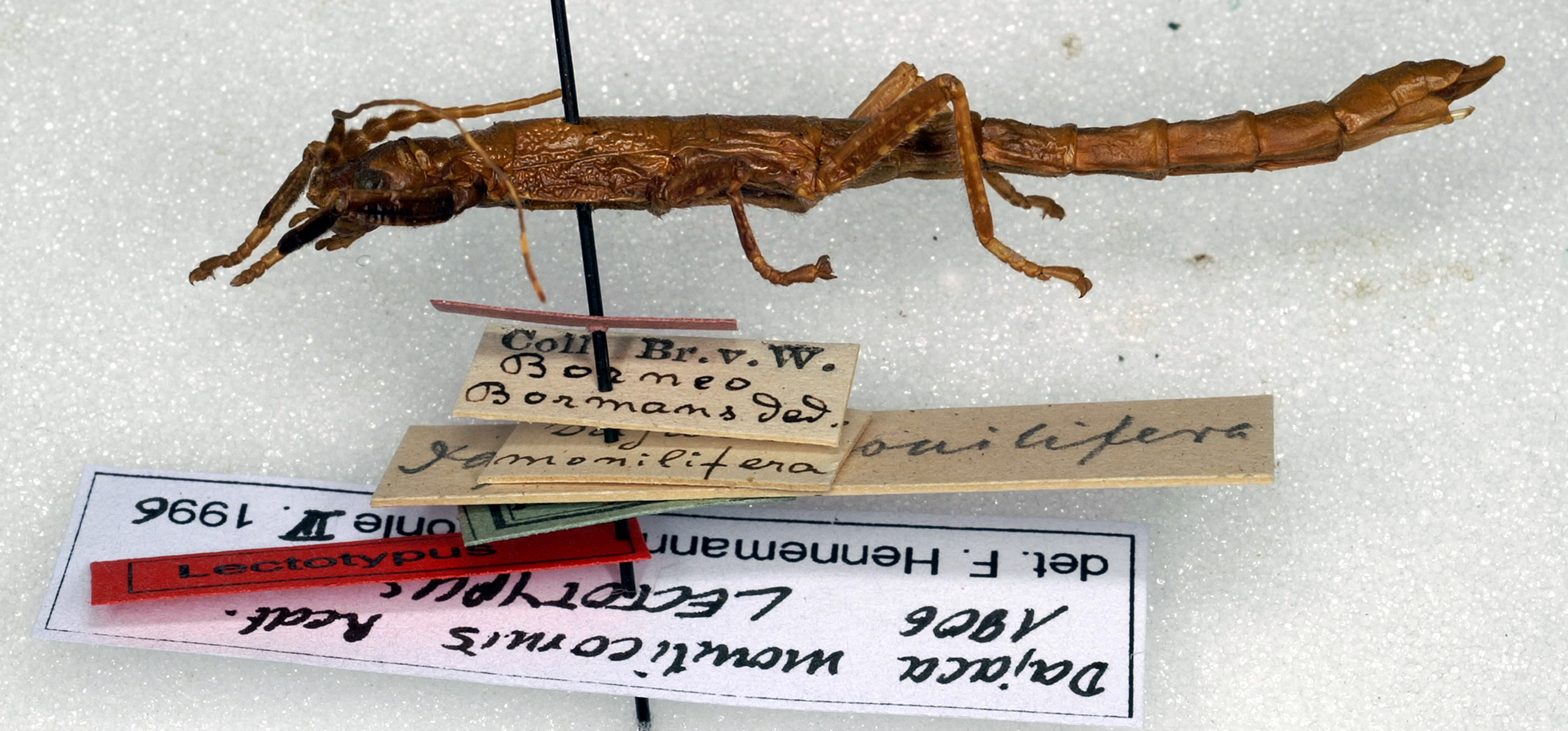 Dajaca Brunner von Wattenwyl, 1893: copyright Paul Brock. female of Dajaca monilicornis [TYPE SPECIES]. (Otu).