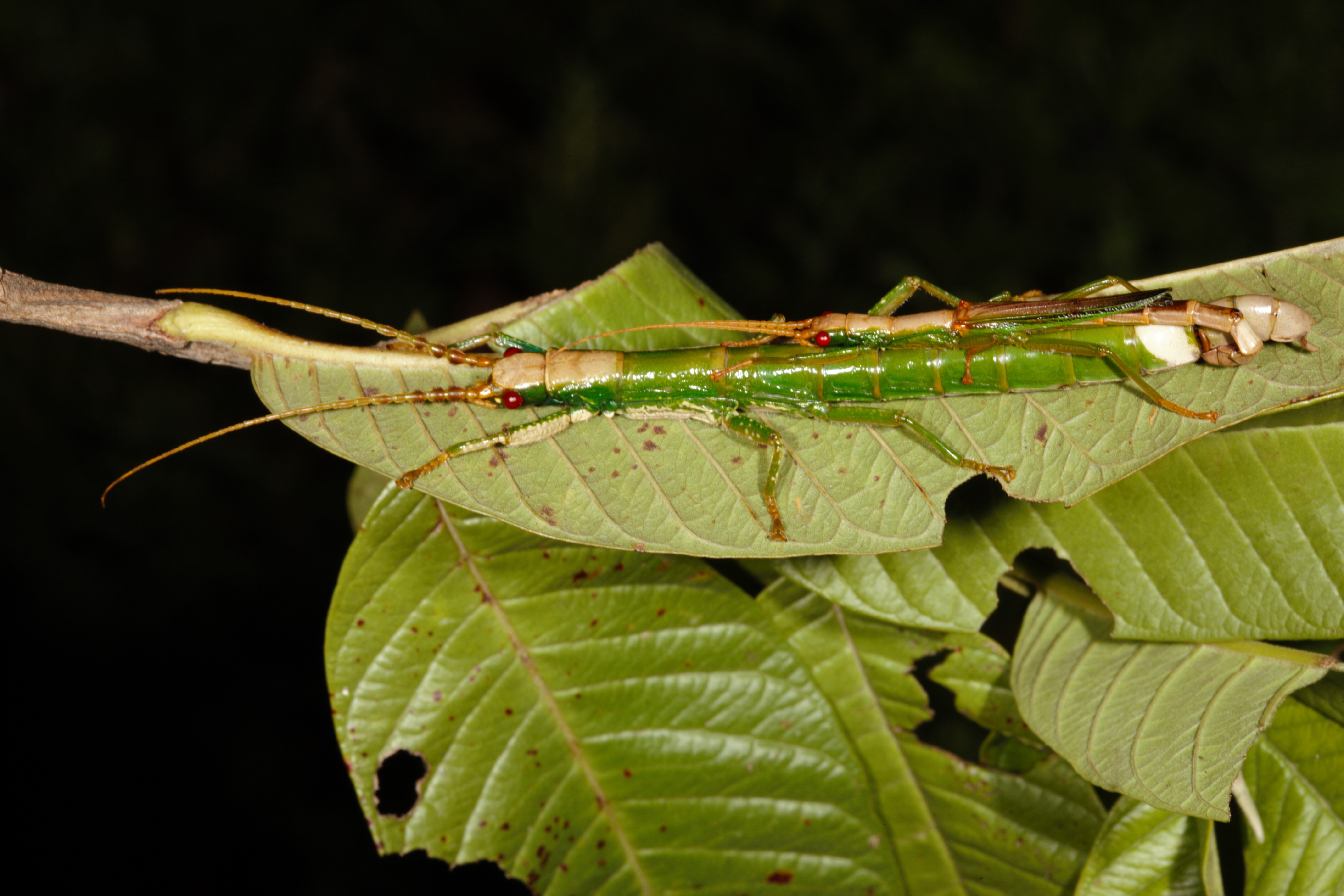 Dajaca monilicornis Redtenbacher, 1906: copyright Ian Abercrombie. mating pair, Sabah, 25 August 2009. (Otu).