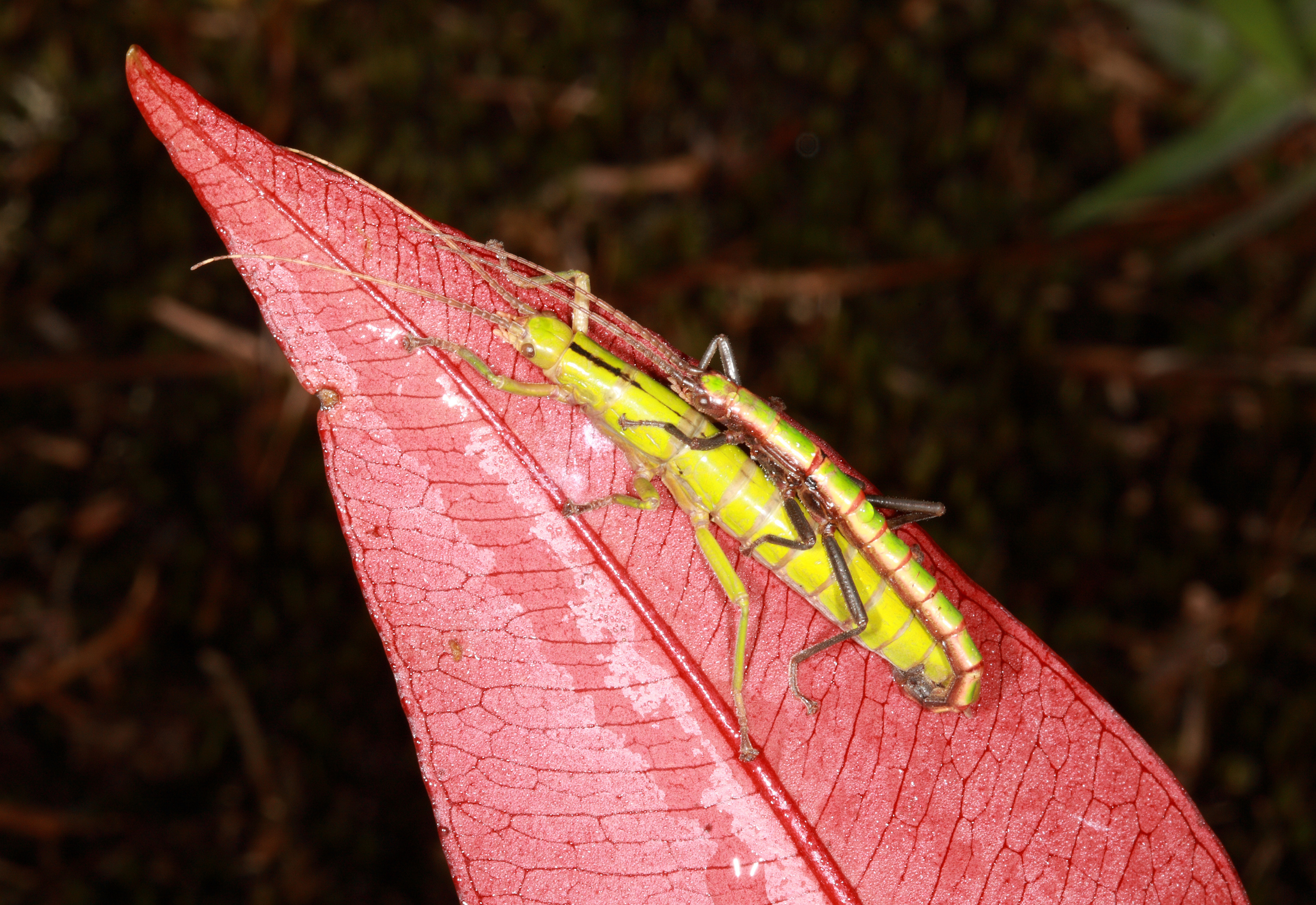 Dajaca chani Seow-Choen, 1998: copyright Ian Abercrombie. mating pair, Mt Kinabalu, Sabah, 16 August 2009. (Otu).