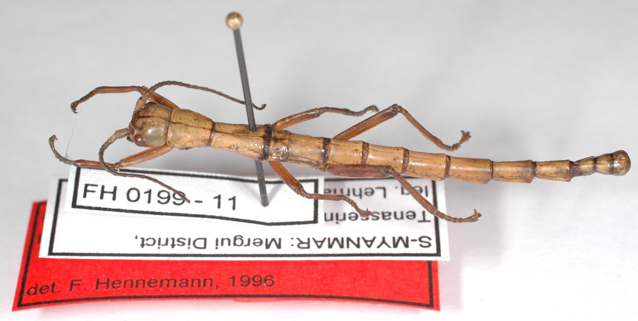 Dajaca nigrolineata Hennemann, Conle & Bruckner, 1996: copyright F. Hennemann. male (paratype). (Otu).