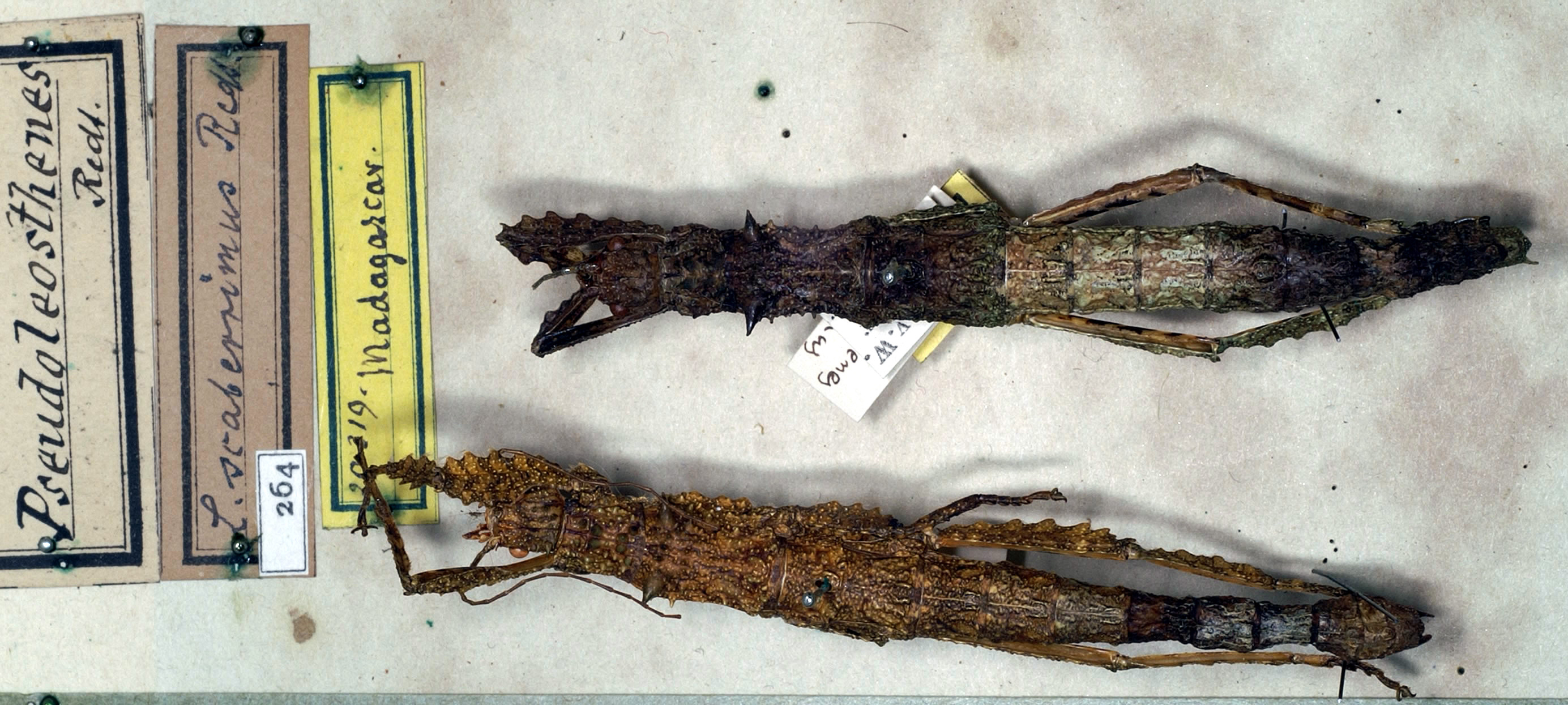 Pseudoleosthenes Redtenbacher, 1906: copyright Paul D. Brock. Pseudoleosthenes scaberrimus female [type species]. (Otu).