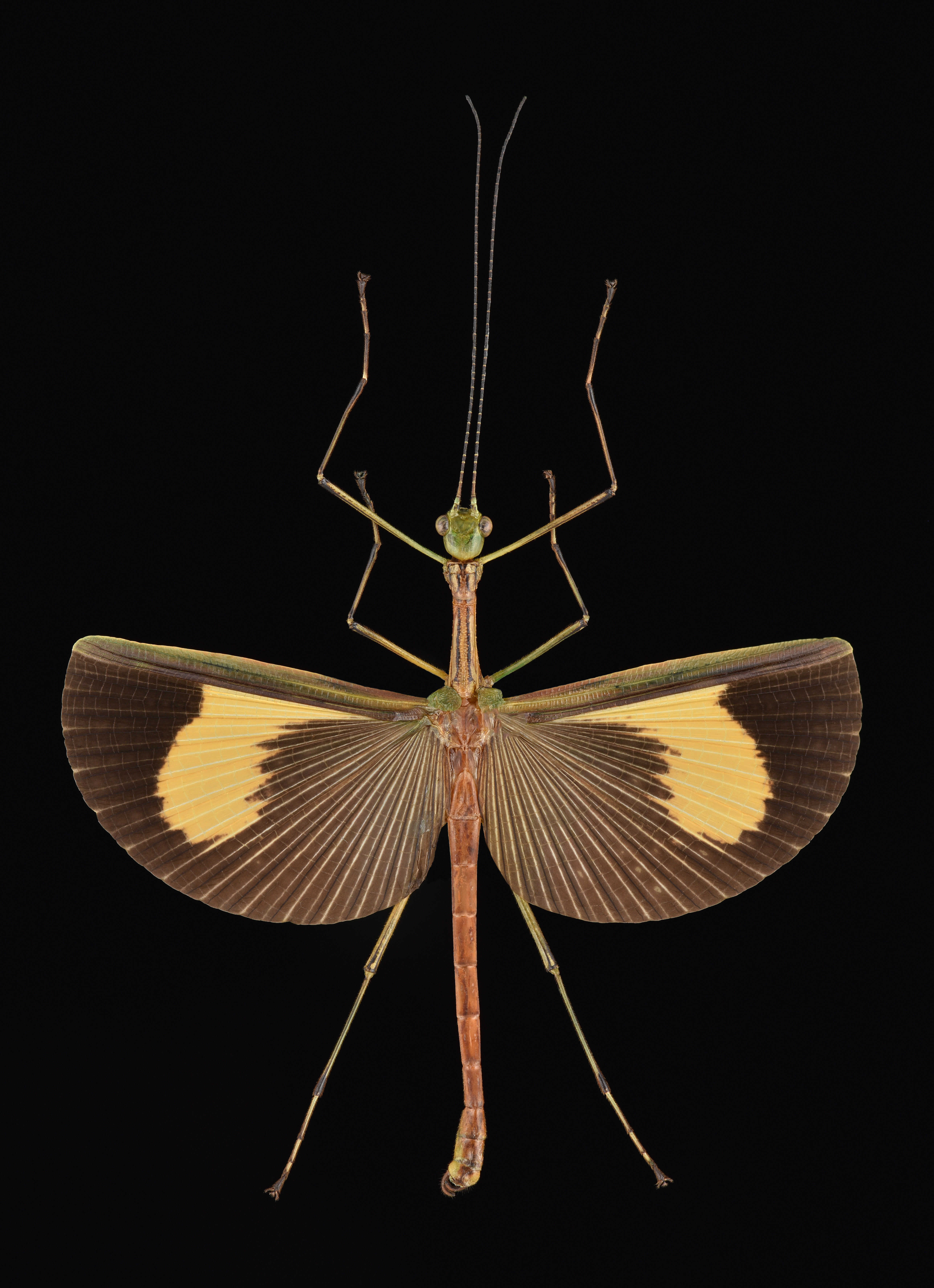 Kalocorinnis Günther, 1944: Type species of Kalocorinnis. Kalimantan: Malinau, December 2017. (Otu).