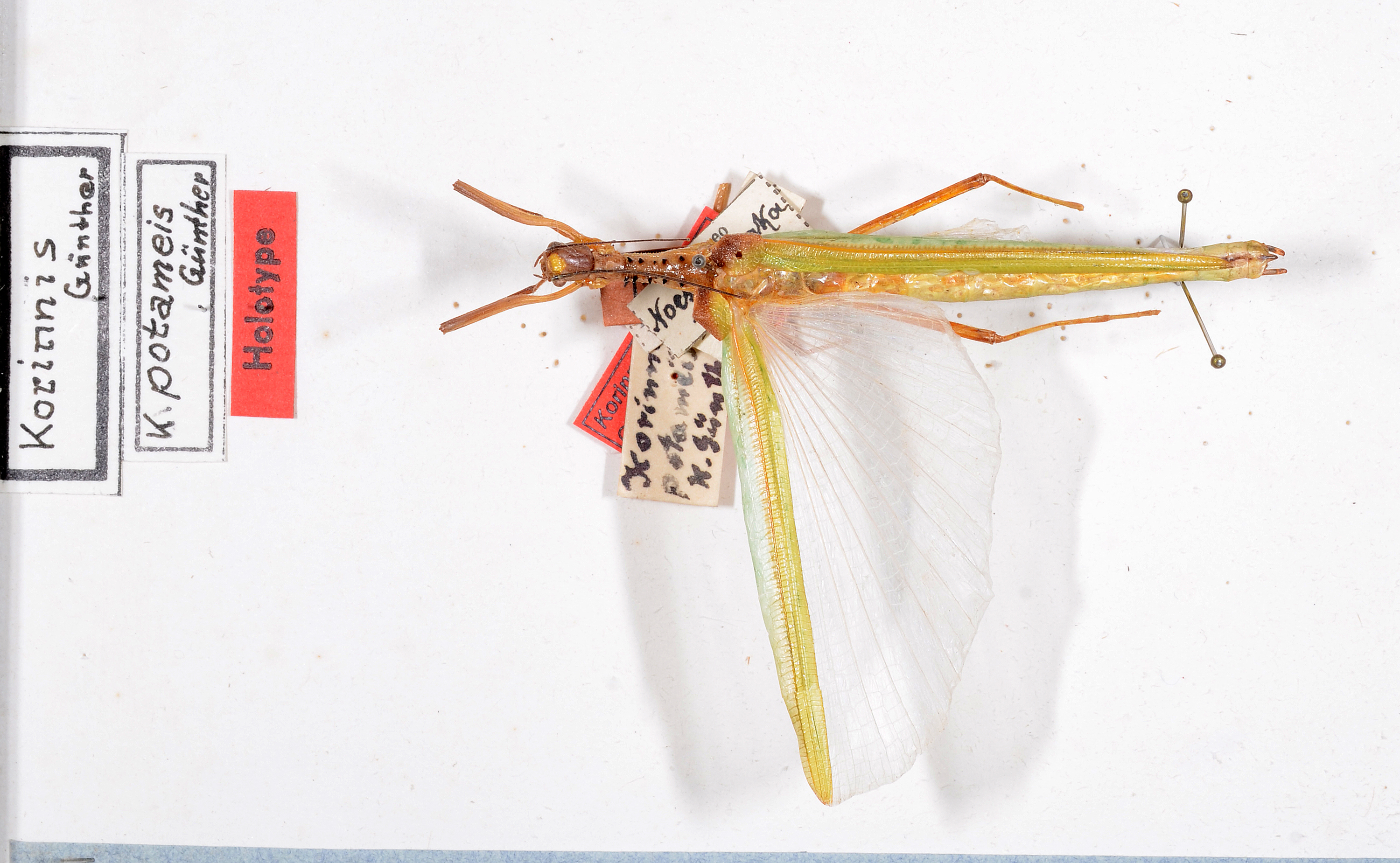CollectionObject 1559169; f81aba32-0866-46e3-af43-75a7e99279a7: copyright ZMUH, Hamburg. female, dorsal view (holotype). (CollectionObject).