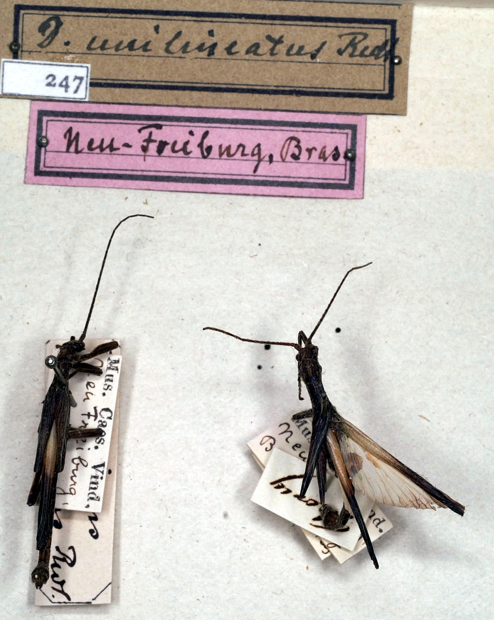 CollectionObject 1558282; NMW 247, 1e9c17d1-6d62-4b0e-b8e5-18cca2318960: copyright NMW. male (lectotype on right, paralectotype on left). (CollectionObject).