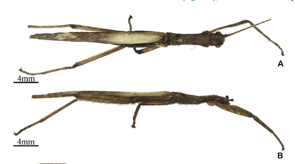 Dinelytron Gray, 1835: from Heleodoro & Rafael, 2020. Dinelyton grylloides male [type species]. (Otu).