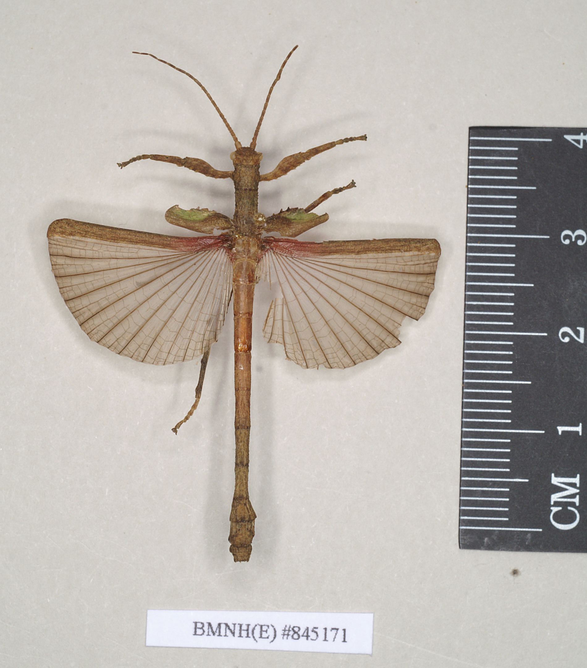 CollectionObject 1558482; NHMUK(SF IMPORT DUPLICATE) 845171, 605aa060-2321-45be-bdbb-93e1ceee4544: copyright Natural History Museum, London. male (holotype). (CollectionObject).