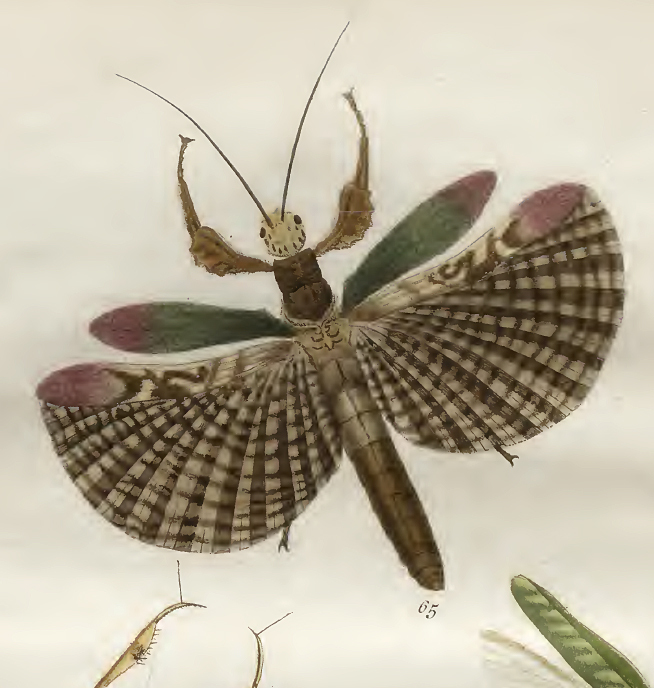 Prisopus Le Peletier & Audinet-Serville, 1828: from Stoll 1813. Prisopus sacratus female [type species]. (Otu).