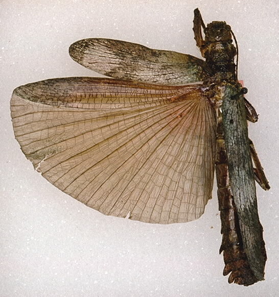 CollectionObject 1561347; 5a63e521-646b-4ab6-8509-b8f9e351fd69: copyright ANSP. female (holotype). (CollectionObject).