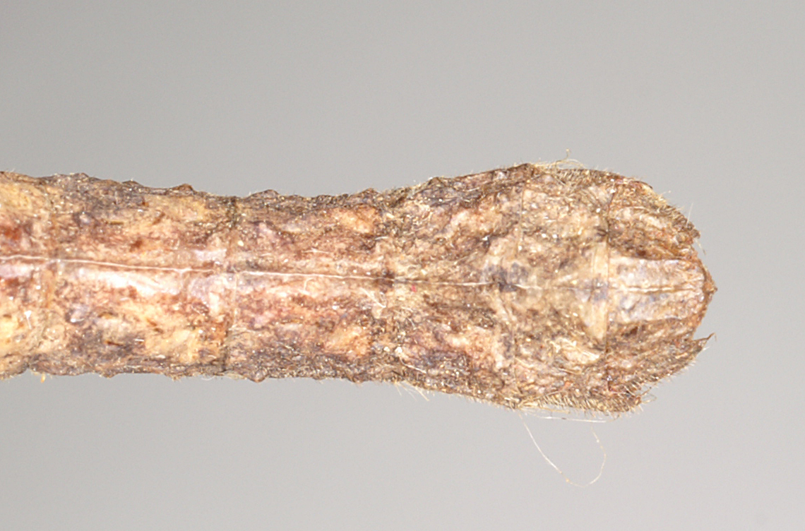 CollectionObject 1561348; NHMUK(SF IMPORT DUPLICATE) 845172-845173, 023e3109-caa2-4943-bf8c-569cbda484df: copyright Natural History Museum, London. male: end of abdomen, dorsal view of Prisopus berosus (syntype). (CollectionObject).