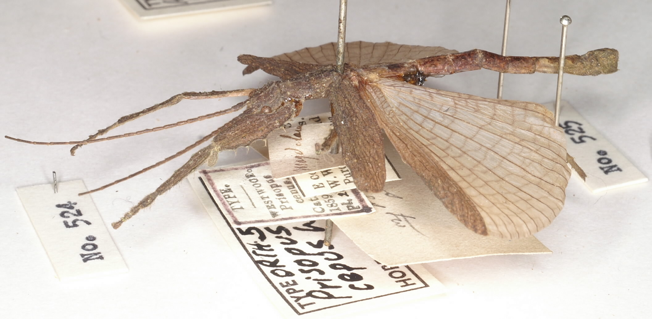 CollectionObject 1561351; 5bb91549-42e0-493b-ad8a-35ec29170b34: copyright UMO. male, lateral view (holotype). (CollectionObject).