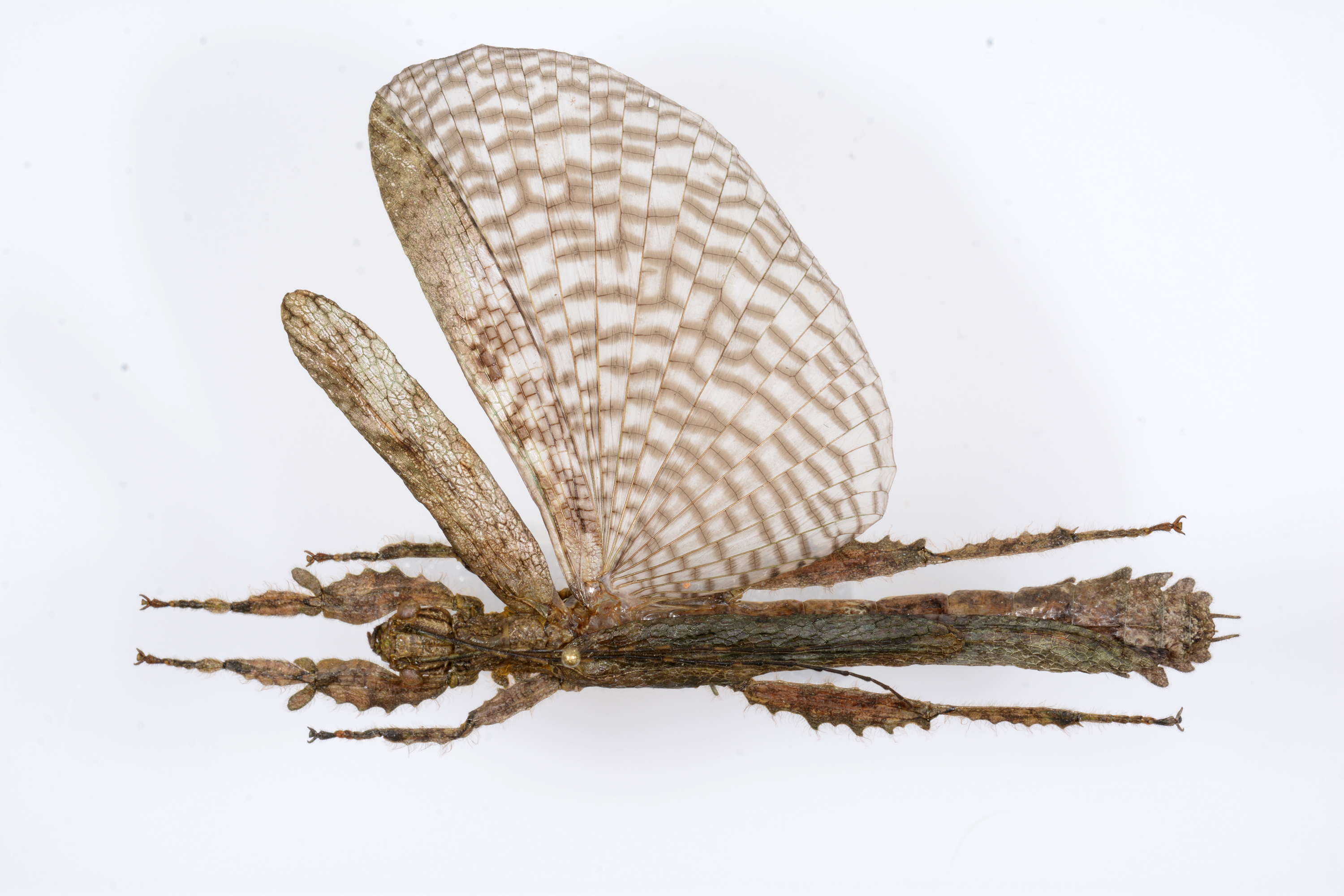 CollectionObject 1590159; e86c7da8-db53-421f-847b-132d6e3ea04a: copyright MNHN, Paris. female, dorsal view (neotype). (CollectionObject).